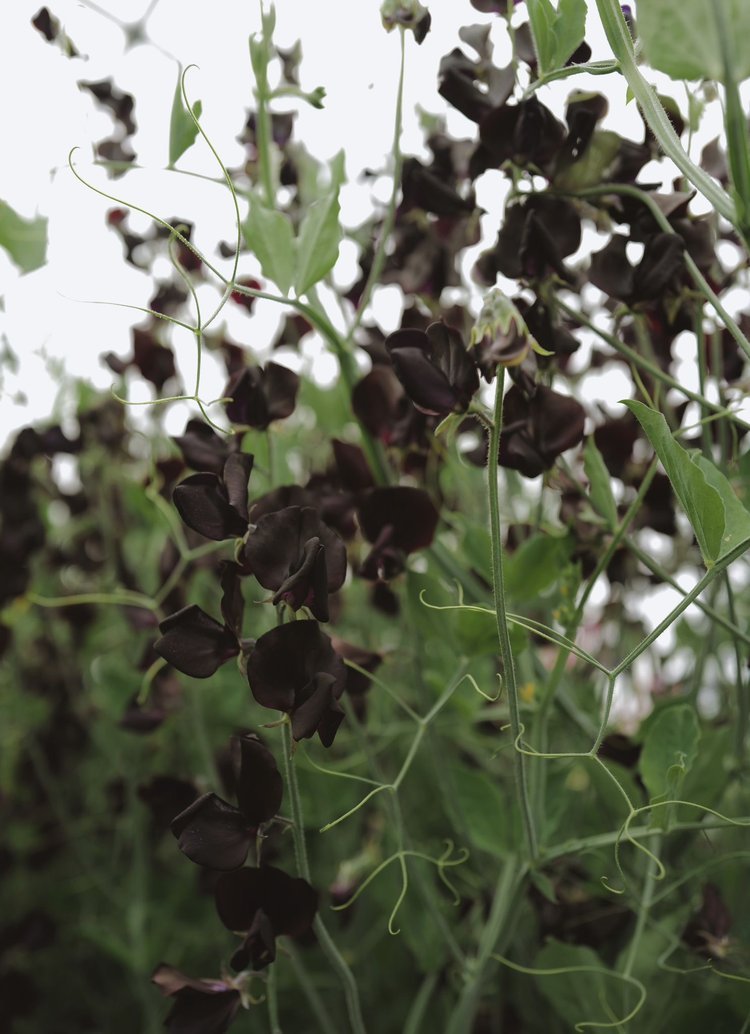 Sweet Pea 'Almost Black'