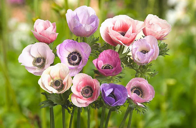 BU196AnemonePAstelMix2adj2_1024x1024.webp