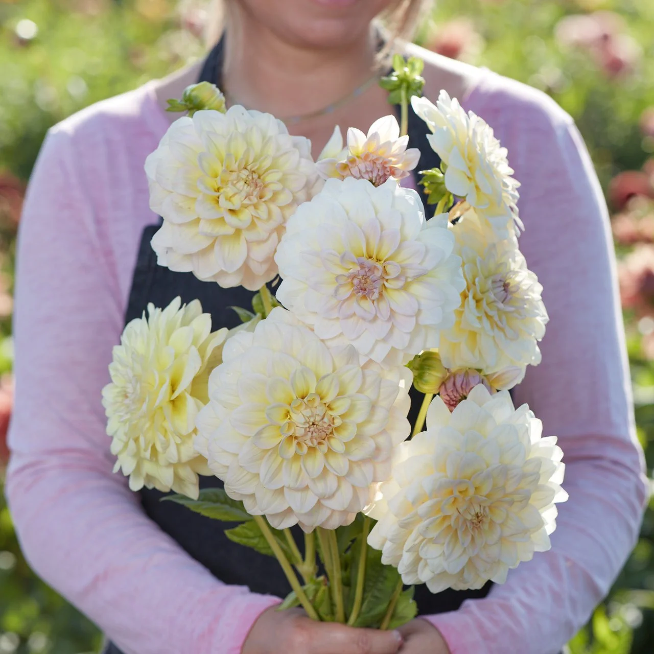 Pre Sales Alloway Cottage is a beautiful light lemon bloom with a kiss of blush in the center