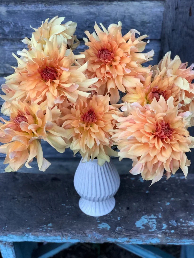 Big Brother Dahlia produce enormous bright orange velvety flower