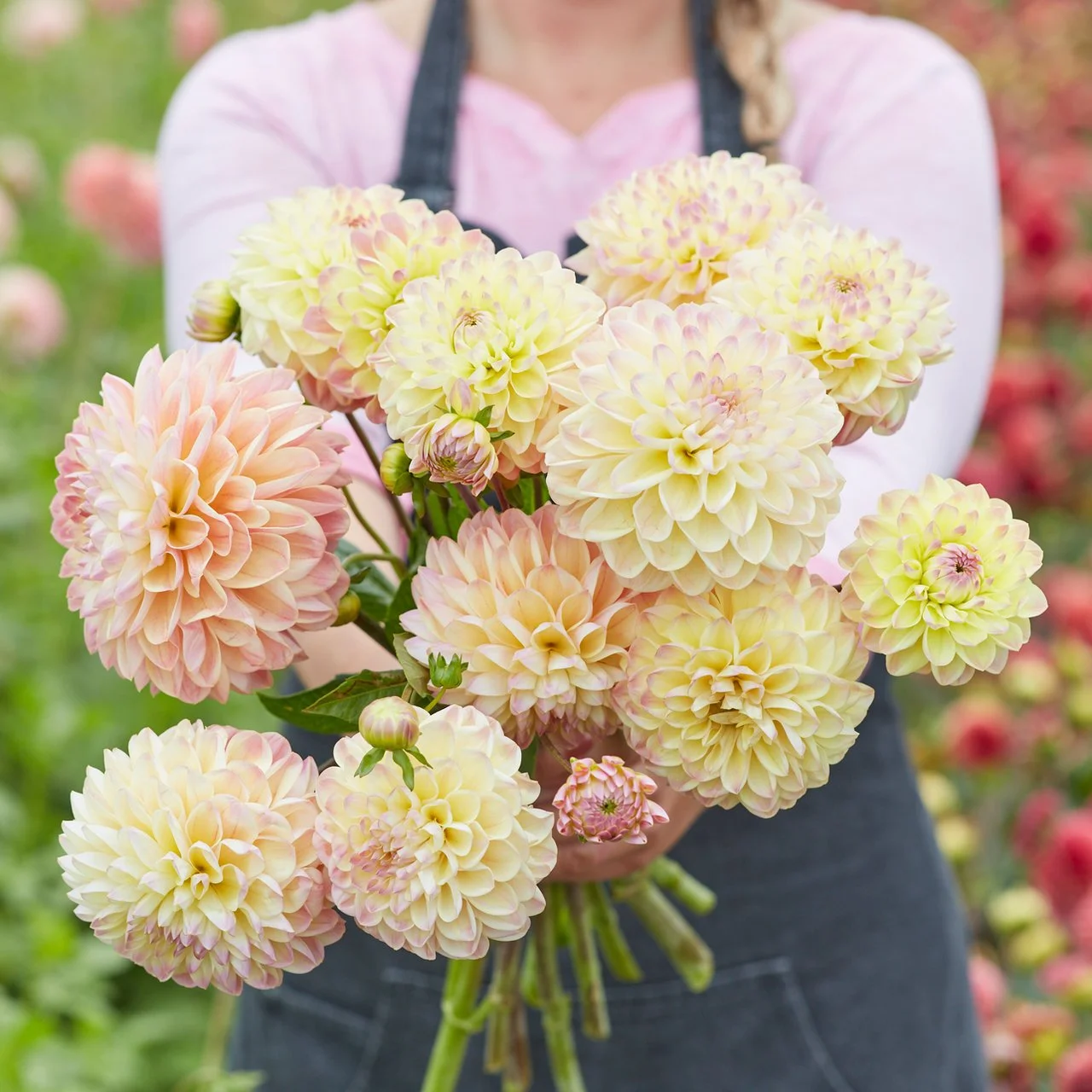 Pre Order Sales  🌸  Hapet Pastel offers dreamy, light colouring with a refined bloom shape