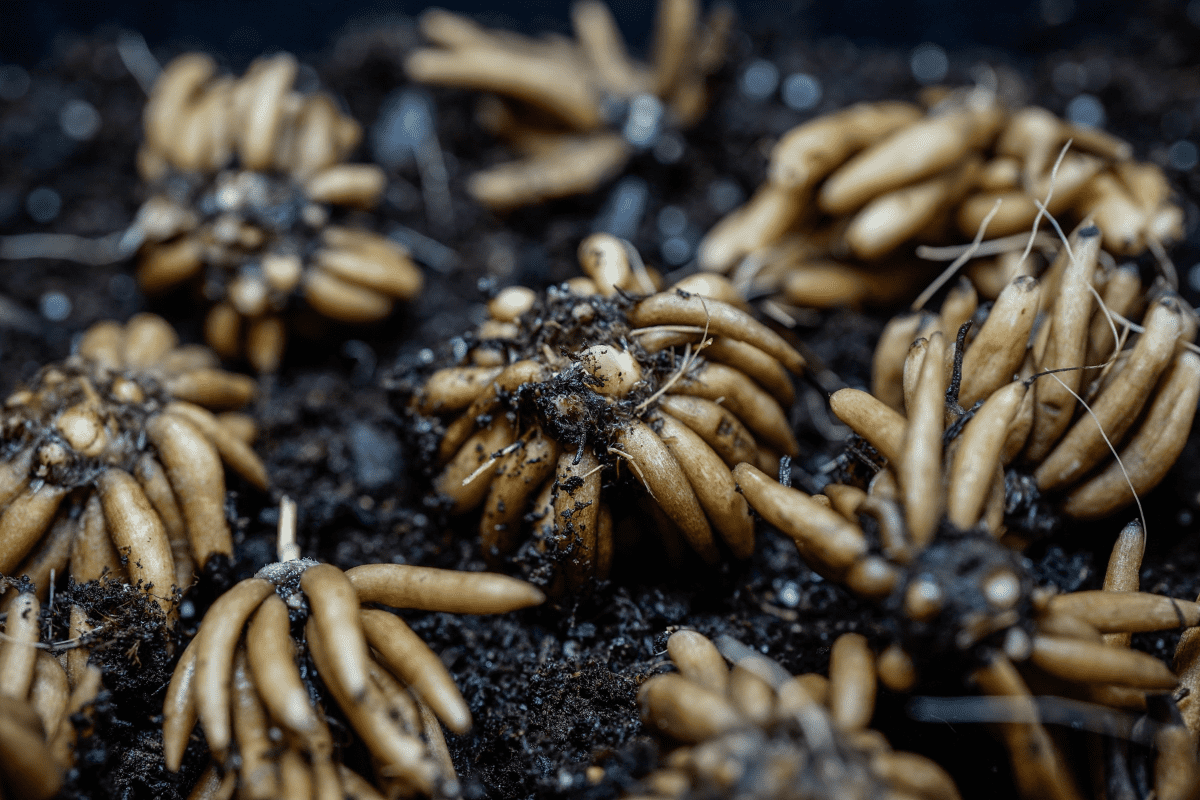 Presoaked-ranunculus-corms.-Preparing-to-pre-sprout-flowers.-Close-up-of-the-claw-like-features-and-several-tops-of-the-plants..png