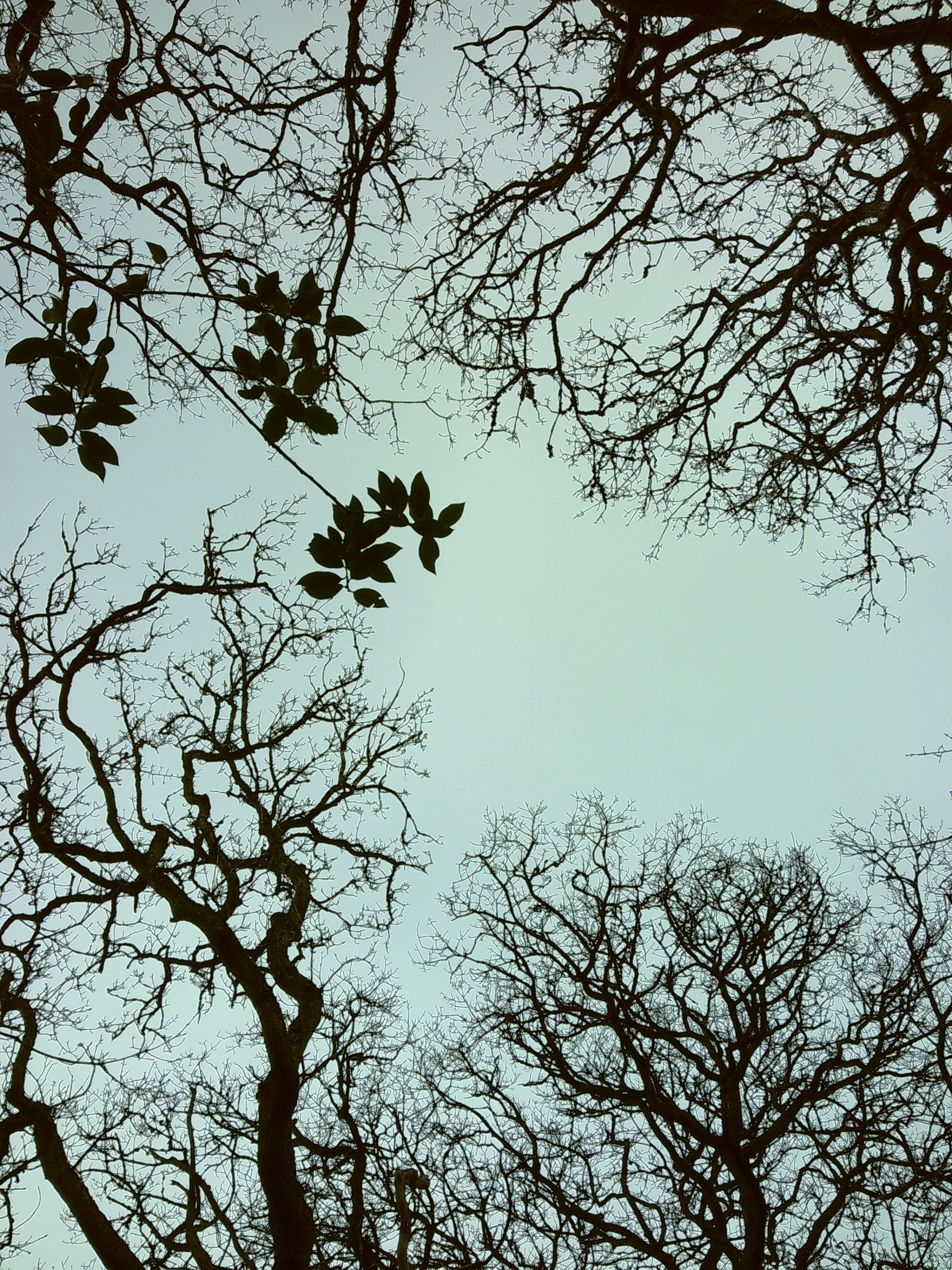 Bare tree branches and some green leaves against a pale sky.