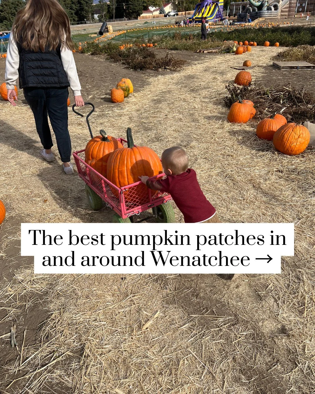 What's fall without a trip to the pumpkin patch? It's not fall at all! 

Here are the best patches here in town and (if you&rsquo;re feeling adventurous) a short drive away!

See you out there! 🎃

#fallinwenatchee #pumpkinpatcheswenatcheevalley #pnw