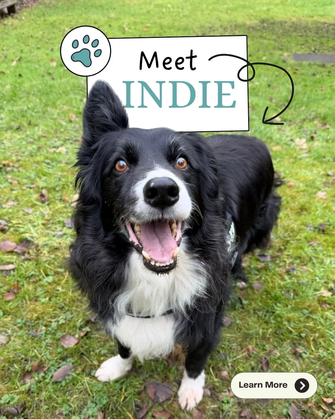 It&rsquo;s National Love Your Pet Day, so I&rsquo;d love to introduce you to my mascot 🐾

Meet Indie Shaw.
This handsome boy is a professional puddle-tester and part-time mail shredder 😂. But, he&rsquo;s also given us 11 years of loyalty, fun, and 
