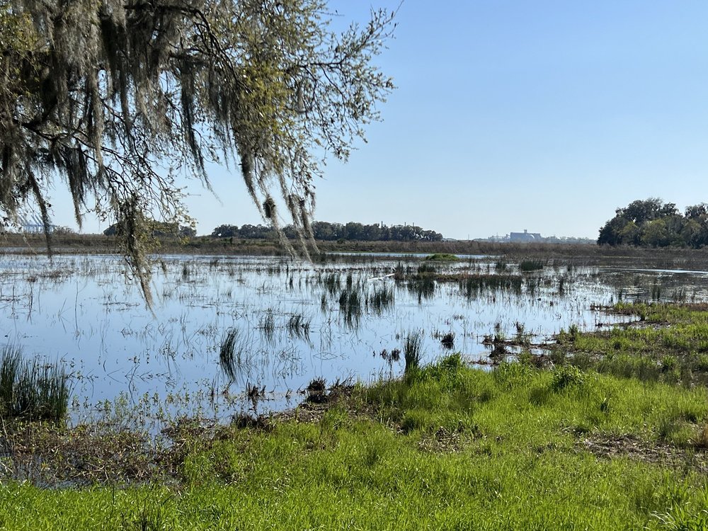 Wetland at the edge of a marsh