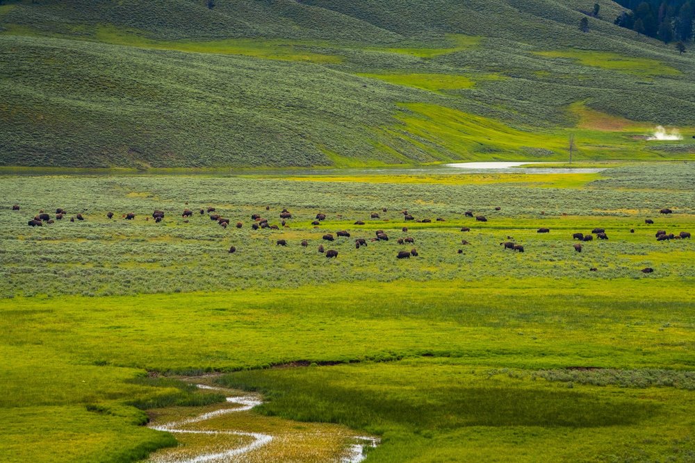 Bison grazing in a green valley