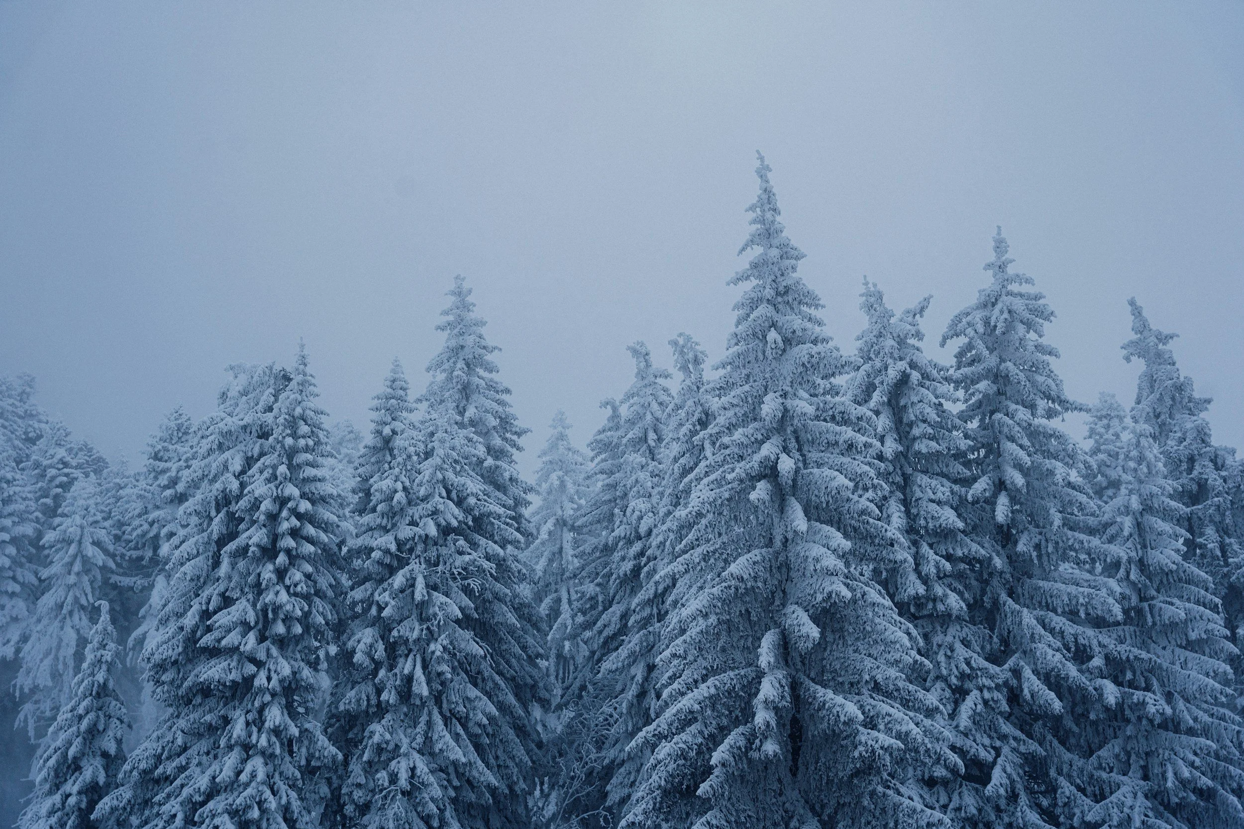 Relishing the Quiet Work of January