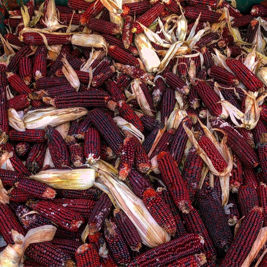 Making Fast Friends in the Regenerative Farming Community