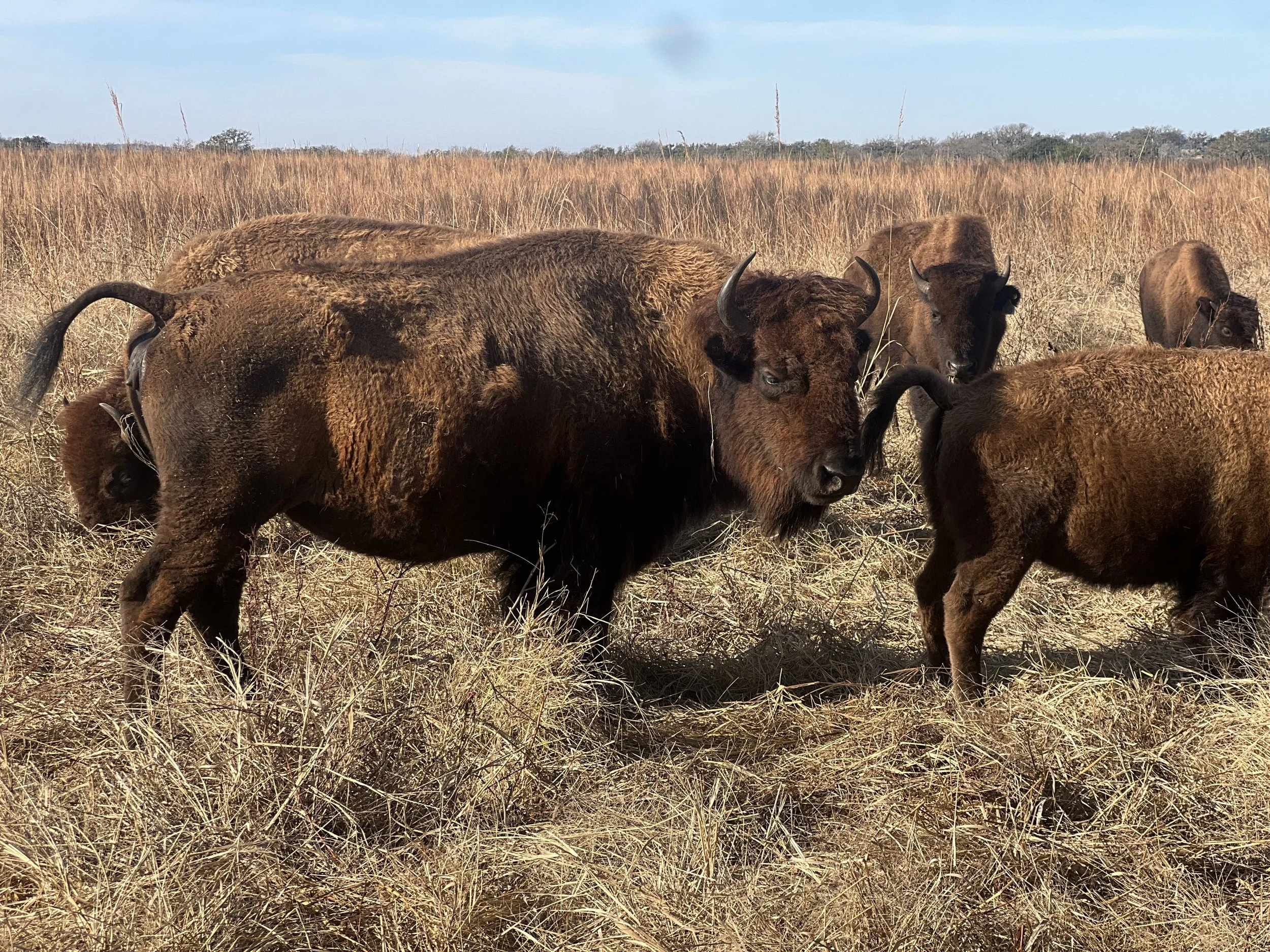 Rewilding and Food Production—We Need Both.