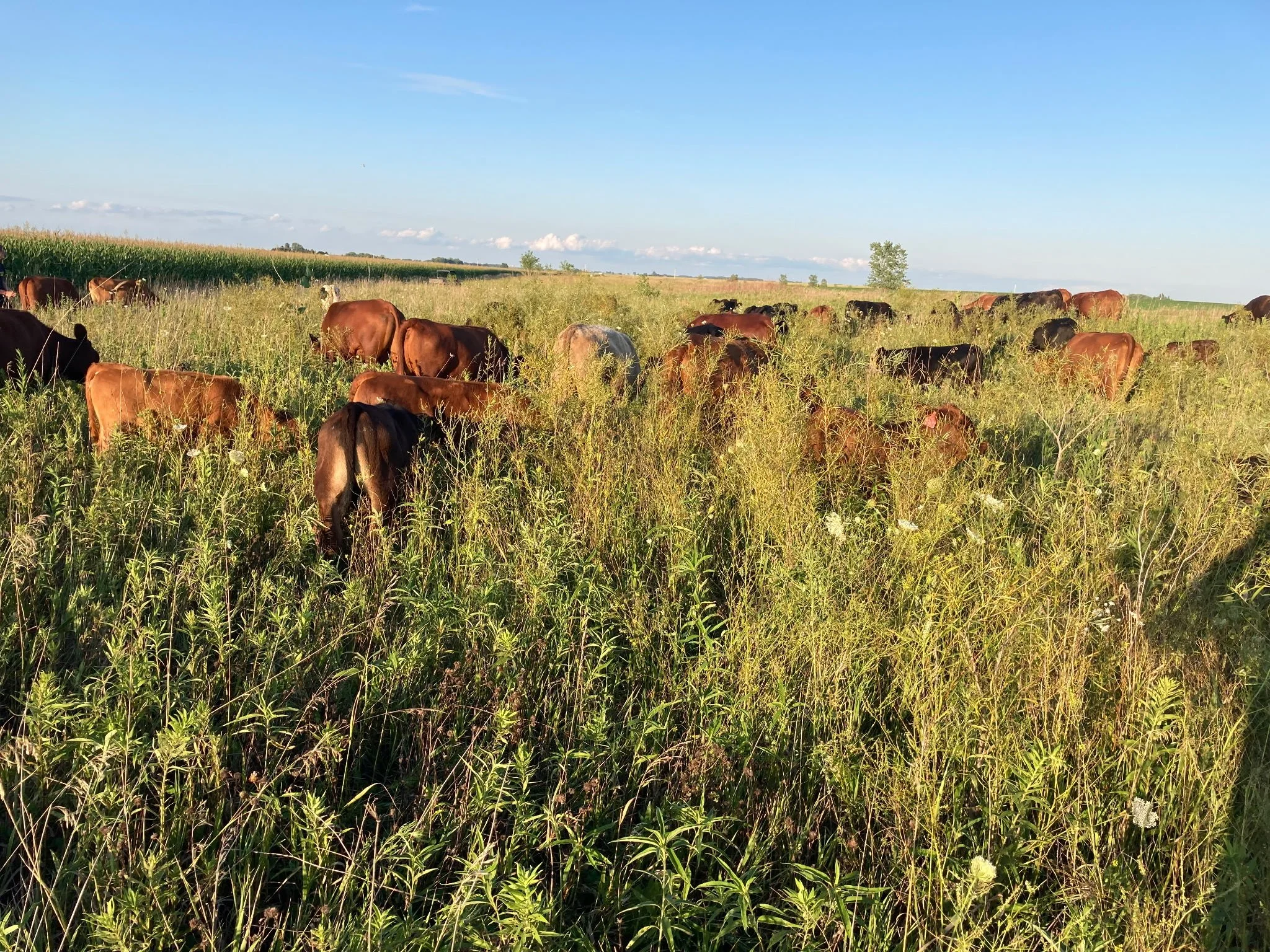 Grassland Restoration is Investable.