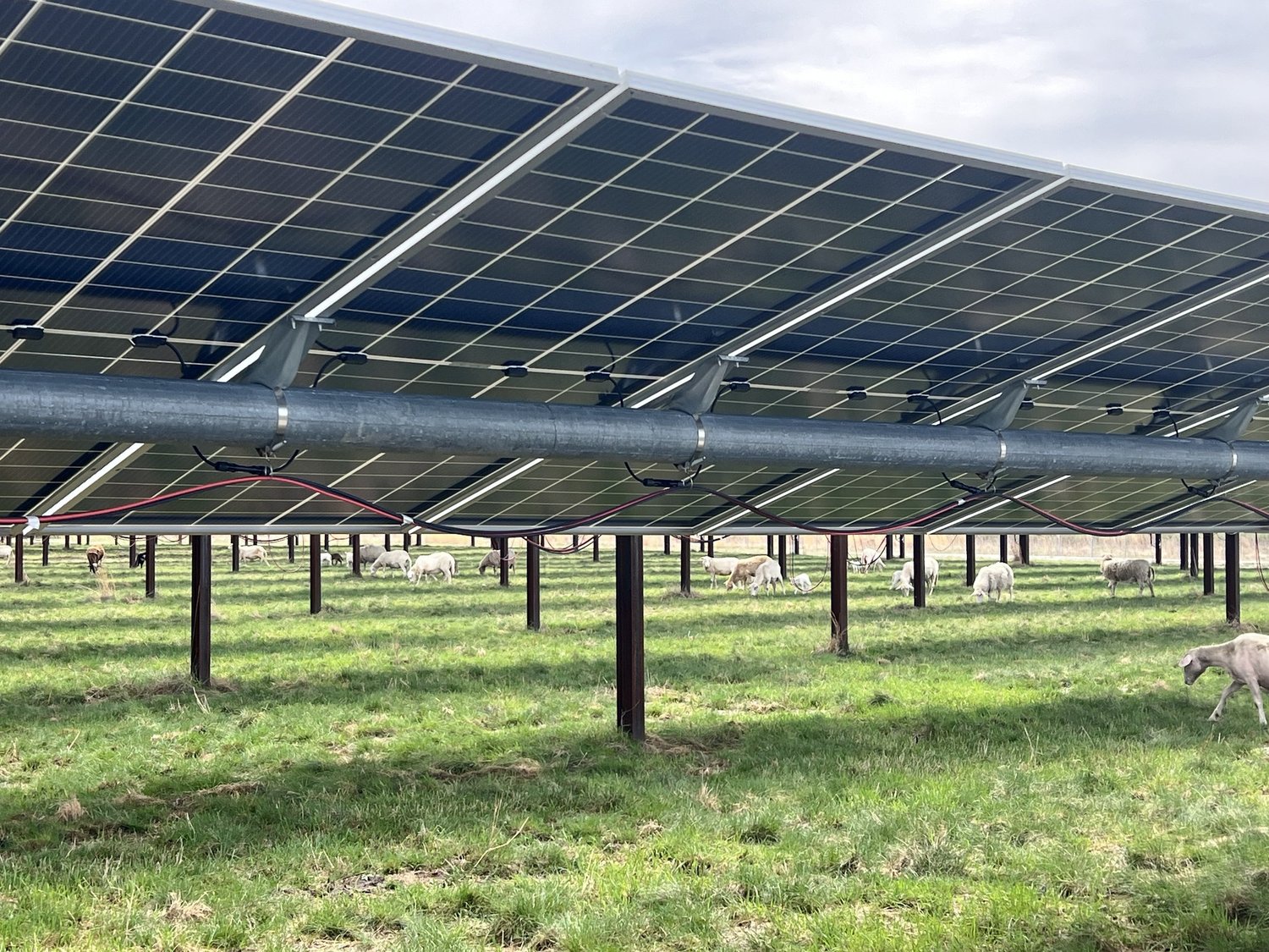 Sheep grazing under solar panels