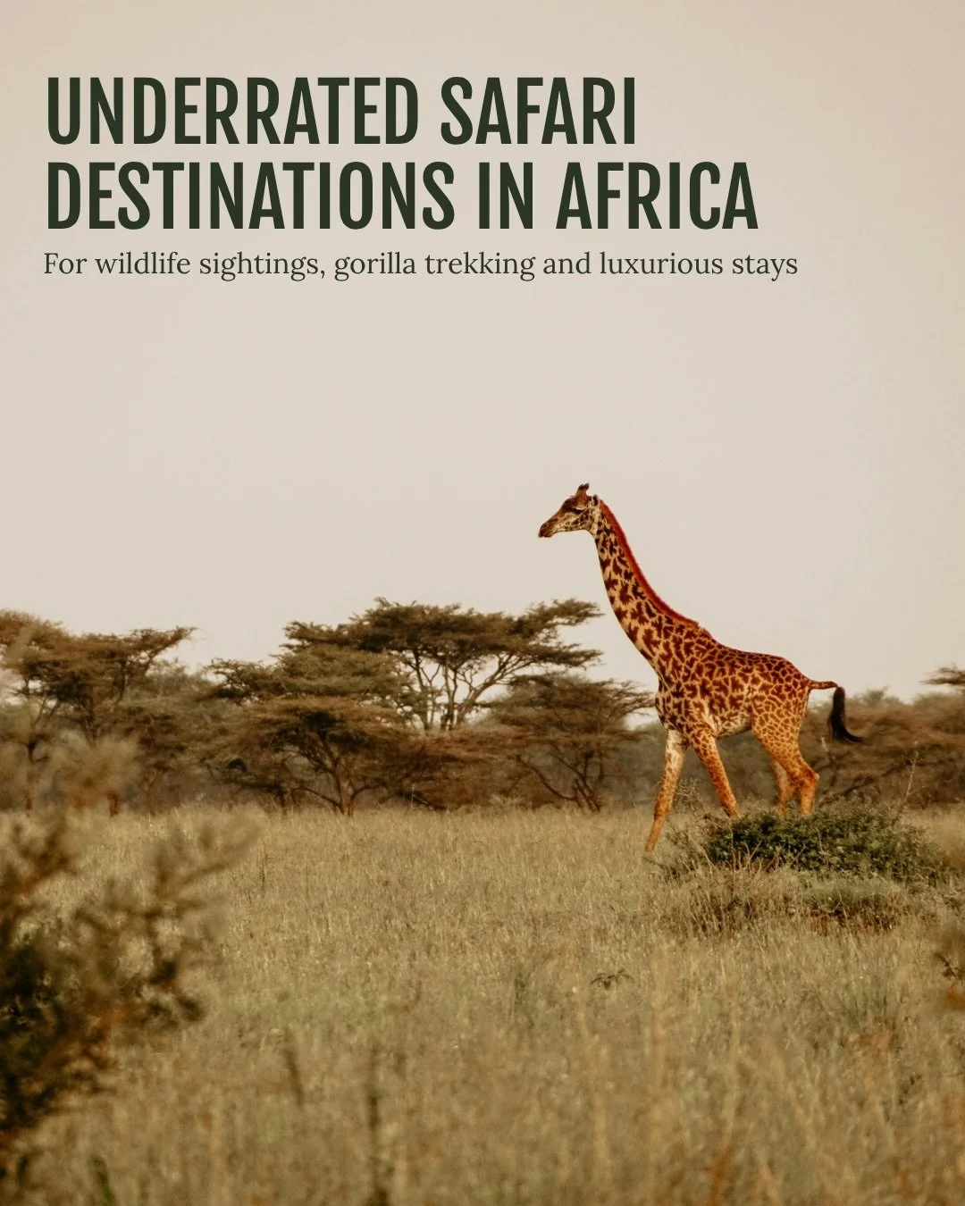 The Maasai Mara and Serengeti are iconic for a reason, but if stillness, privacy and wildlife encounters without another vehicle in sight are what you&rsquo;re after, these three deserve a place on your radar.

In Rwanda&rsquo;s Volcanoes National Pa