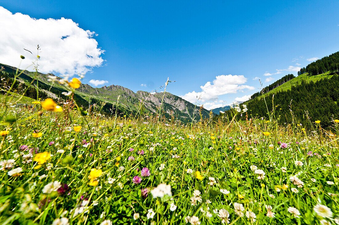 E-Biking through Alpine Meadows