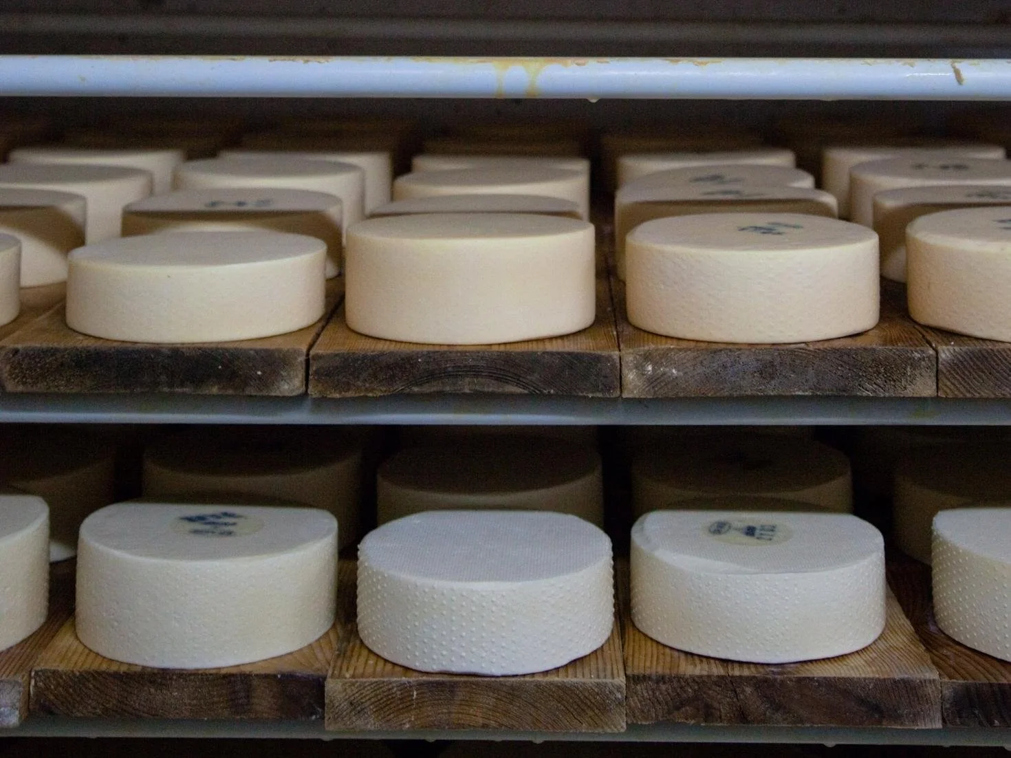 Cheese-making Farm Visit