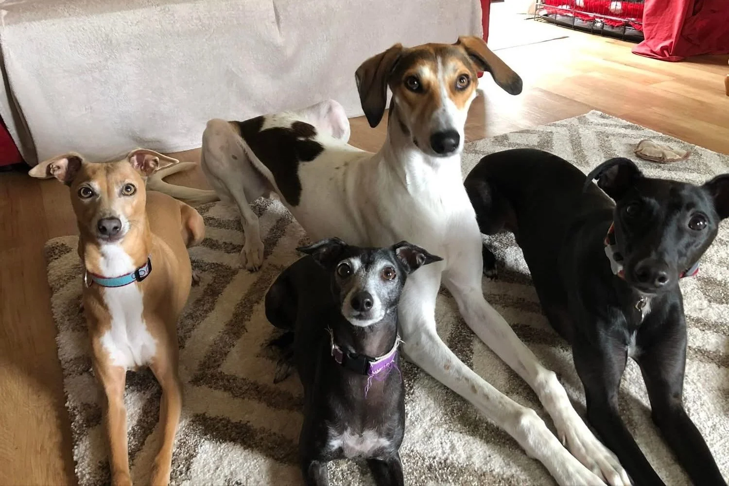 Group of four sighthound dogs sitting on rug, gazing up, family pets"