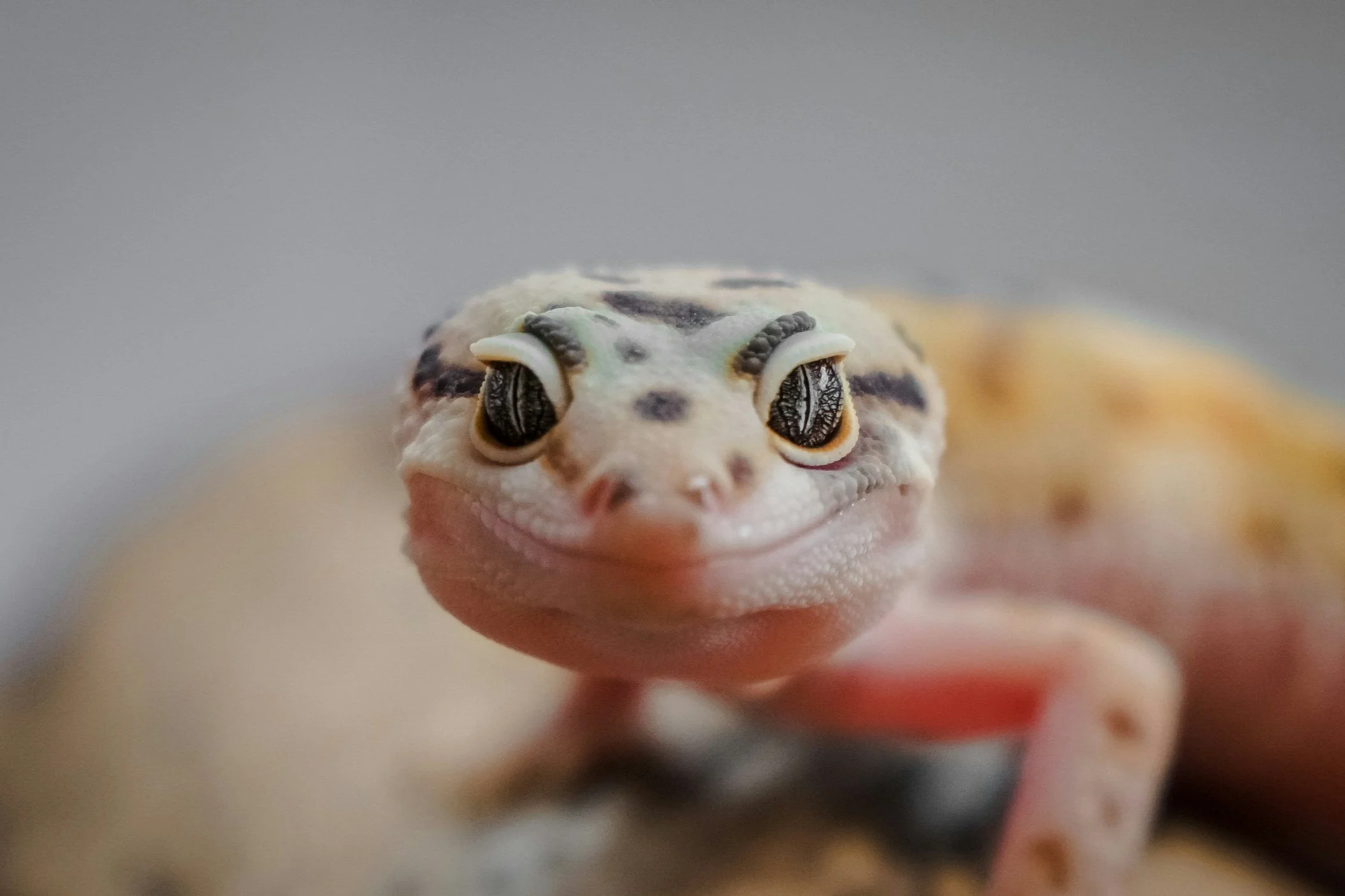 Close-up of a leopard gecko's face with a gentle expression