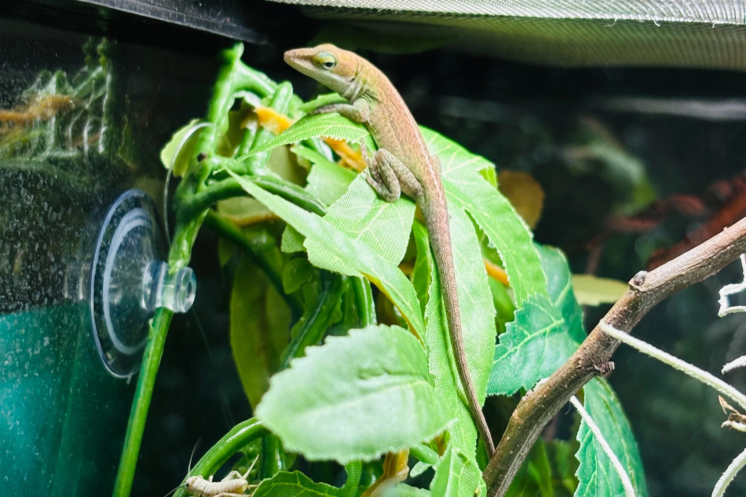 Green Anole lizard perched on branches, reptile pet care"