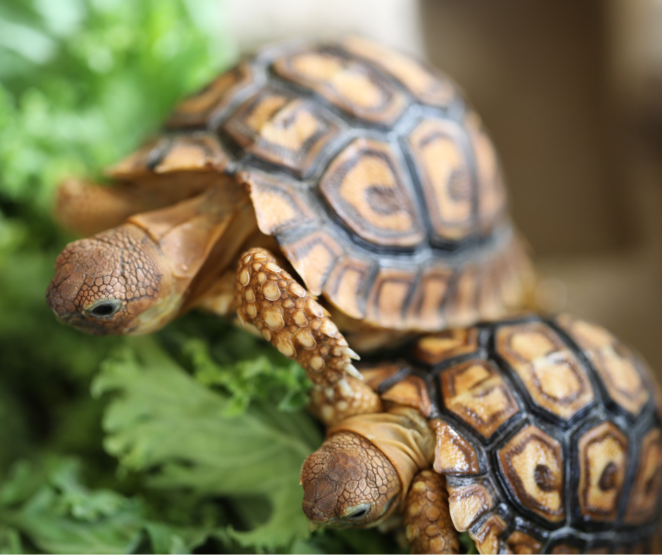 A photo of baby tortoises eating green vegetables  to keep hydrated.