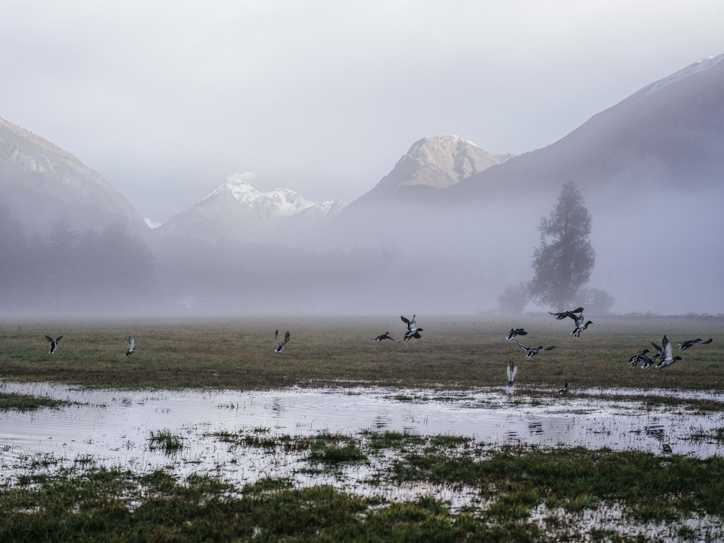 Morning fog over a wet meadow with birds flying, mountains in the background, and a few trees.