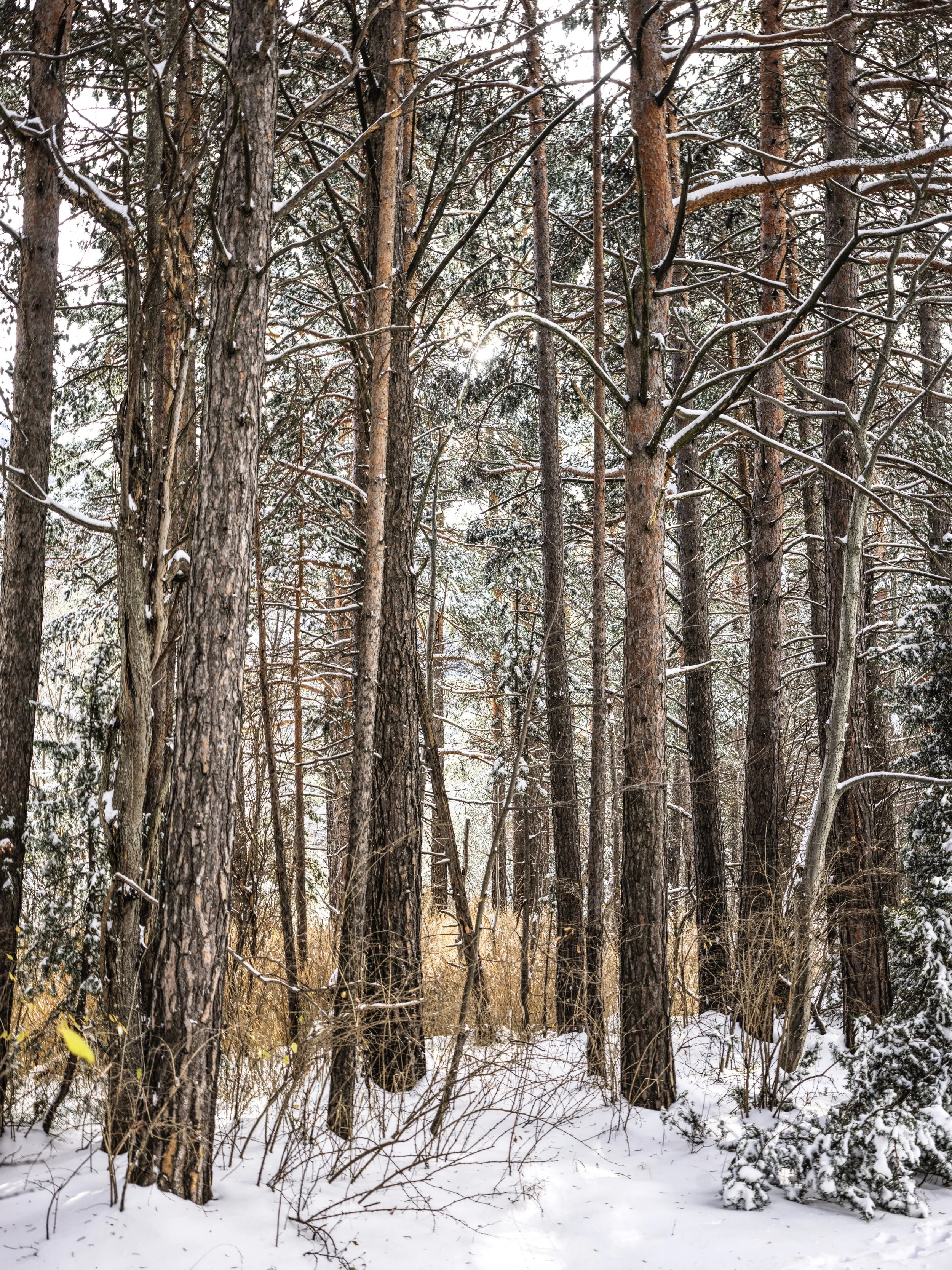Snow-covered forest with tall pine trees and dry grass.