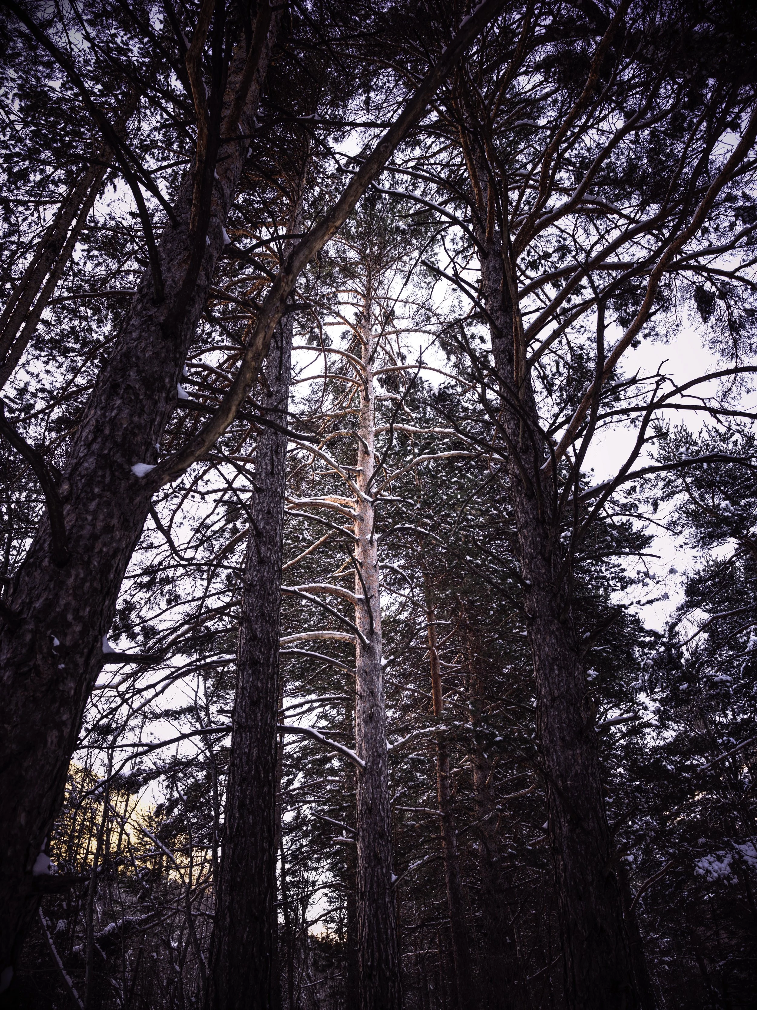 Tall trees in a snow-covered forest during twilight.