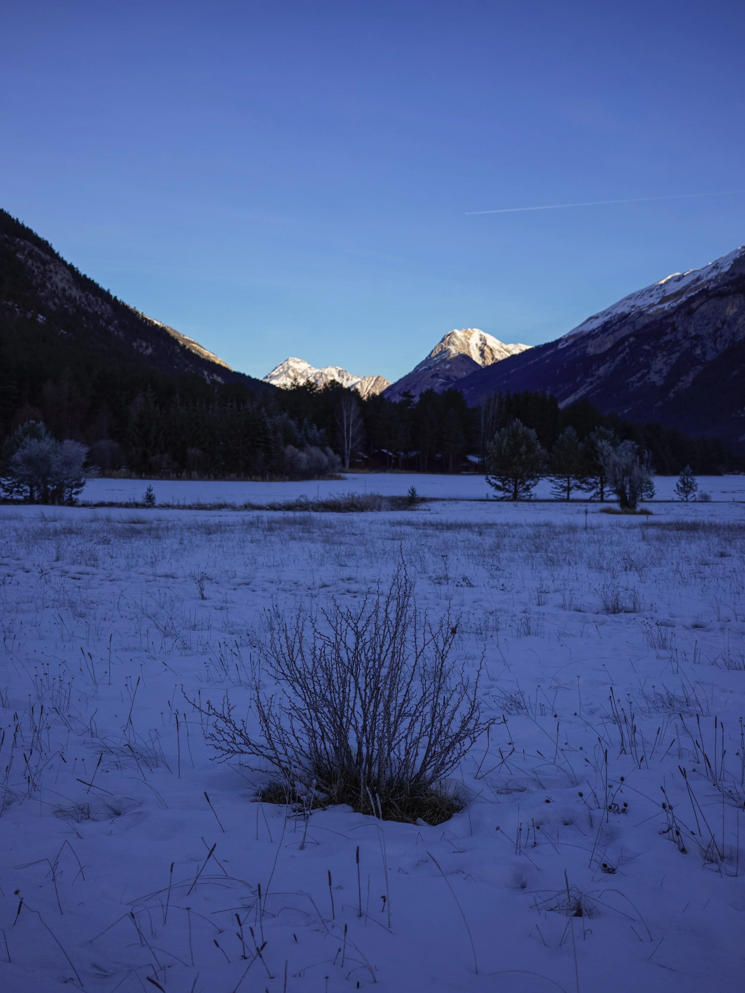 Snow-covered field with a bush in the foreground, mountains with snow caps in the background, clear blue sky, and some trees along the horizon.