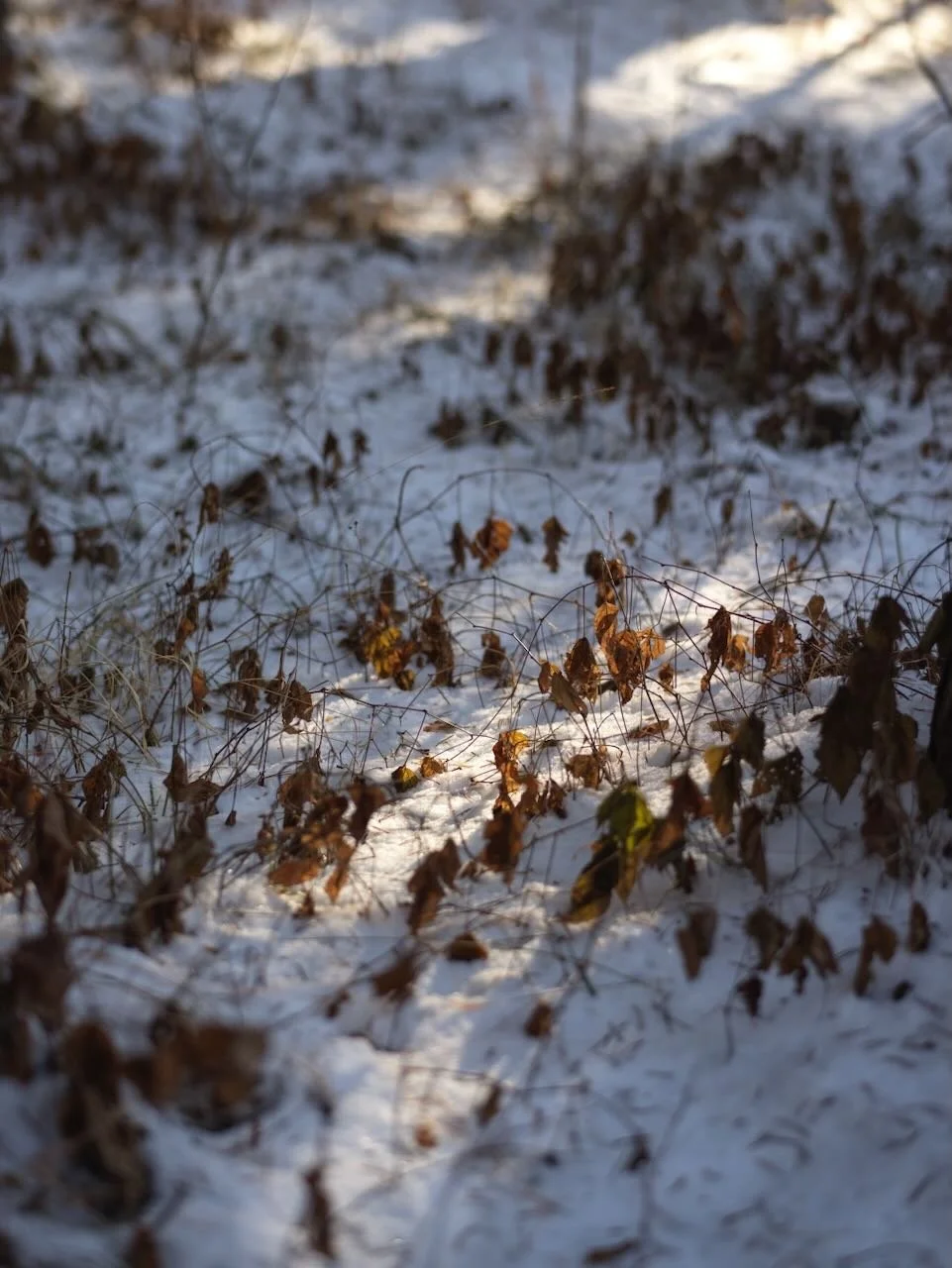 Snow-covered ground with dried brown leaves and thin twigs scattered across the surface, some areas are illuminated by sunlight.