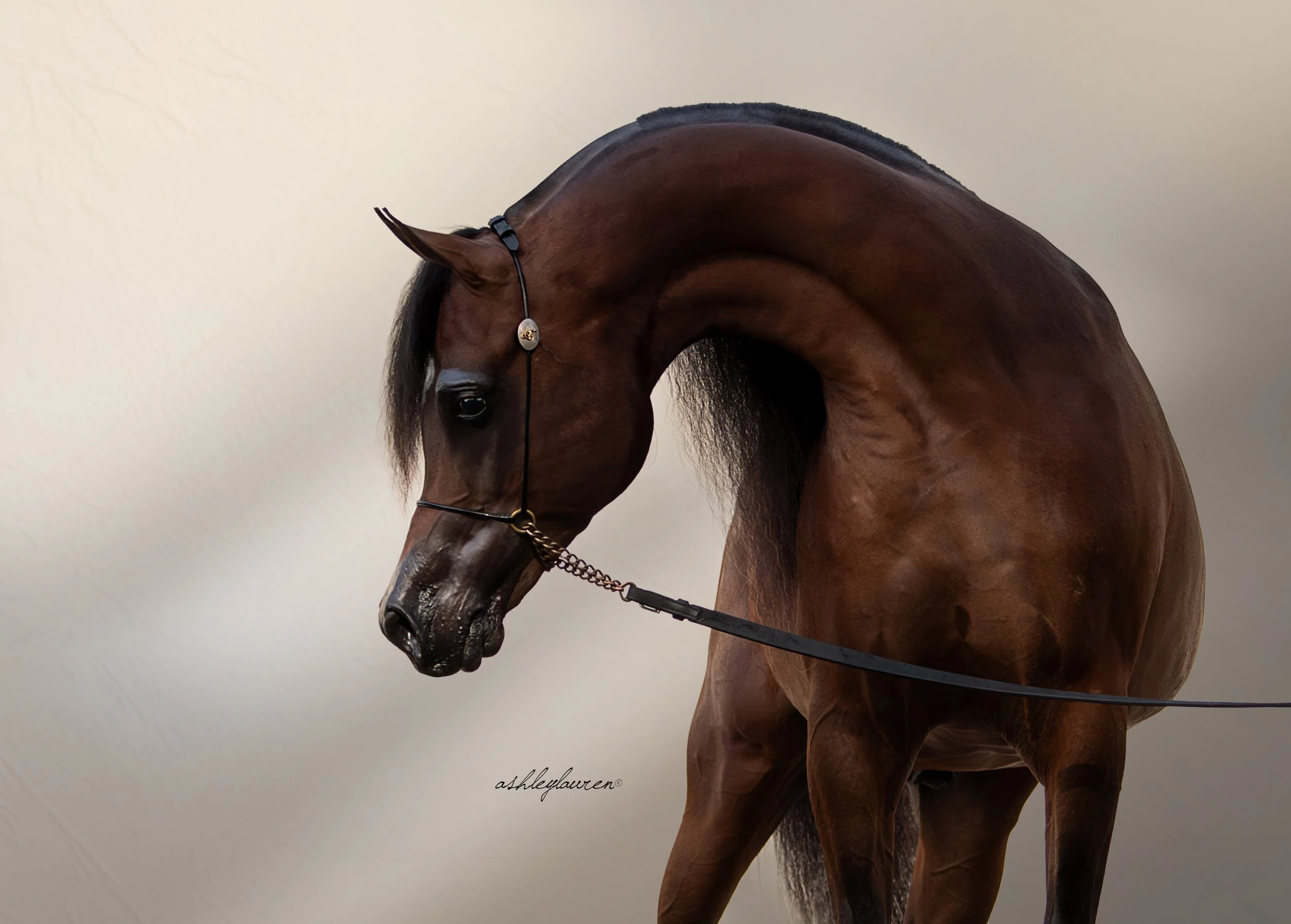 Paving His Way to the Top &amp; Proving Himself as a Sire; Ernando AA