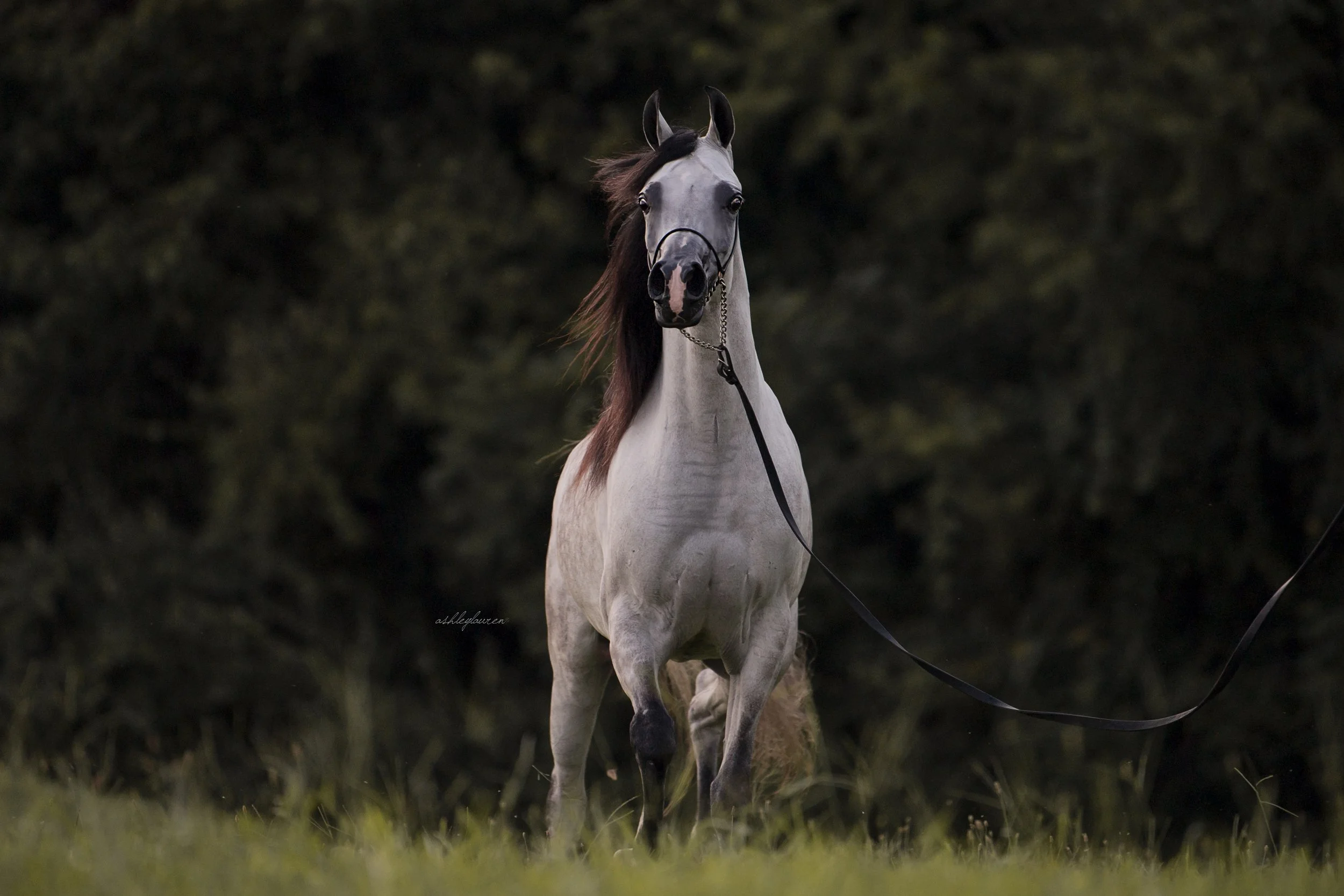 Barmyre Annekah - Bred + Owned by Barbe Jo Myers