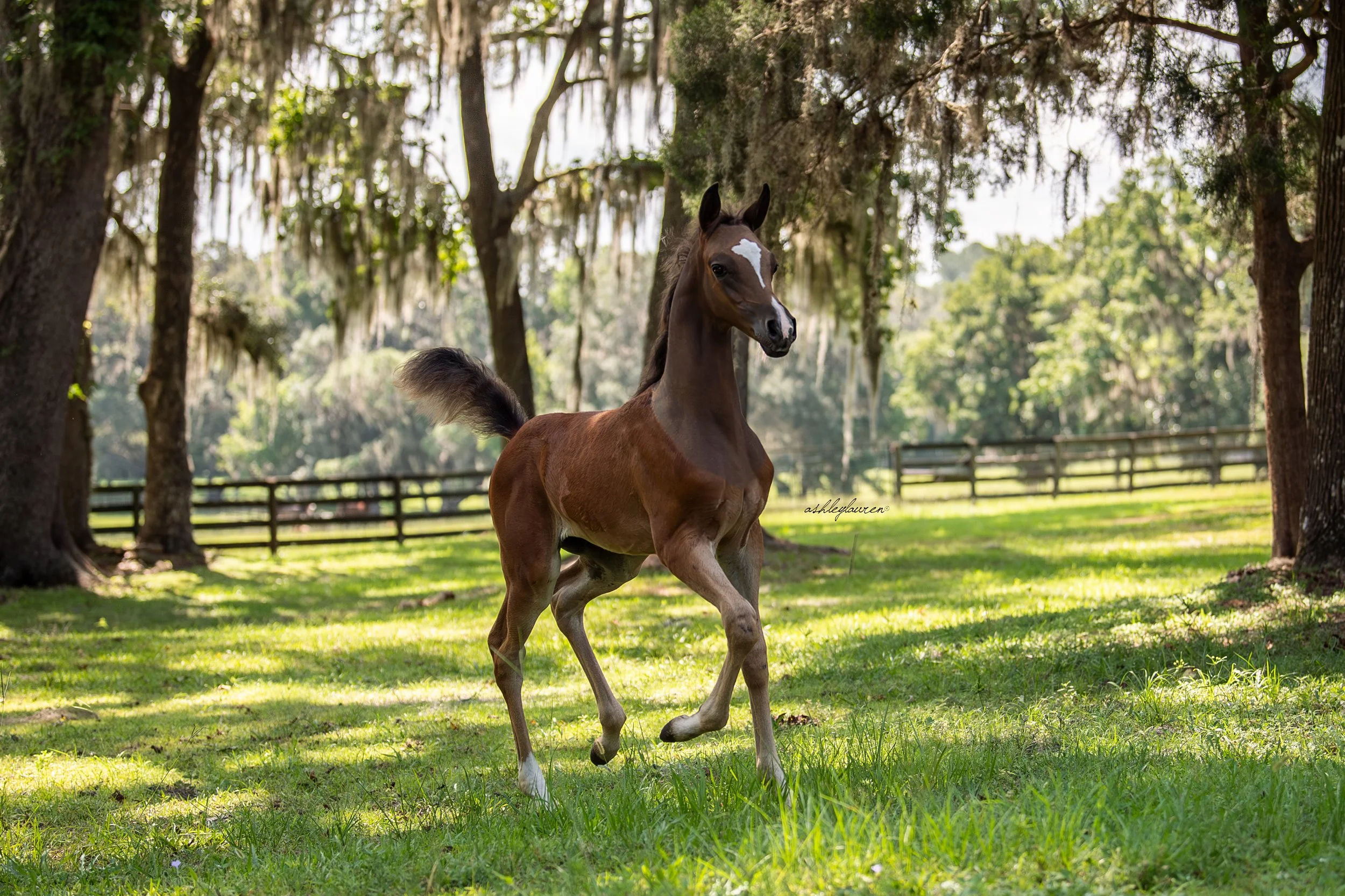 DSC_2278AshleyLaurenHR_ErnandoColt.jpg