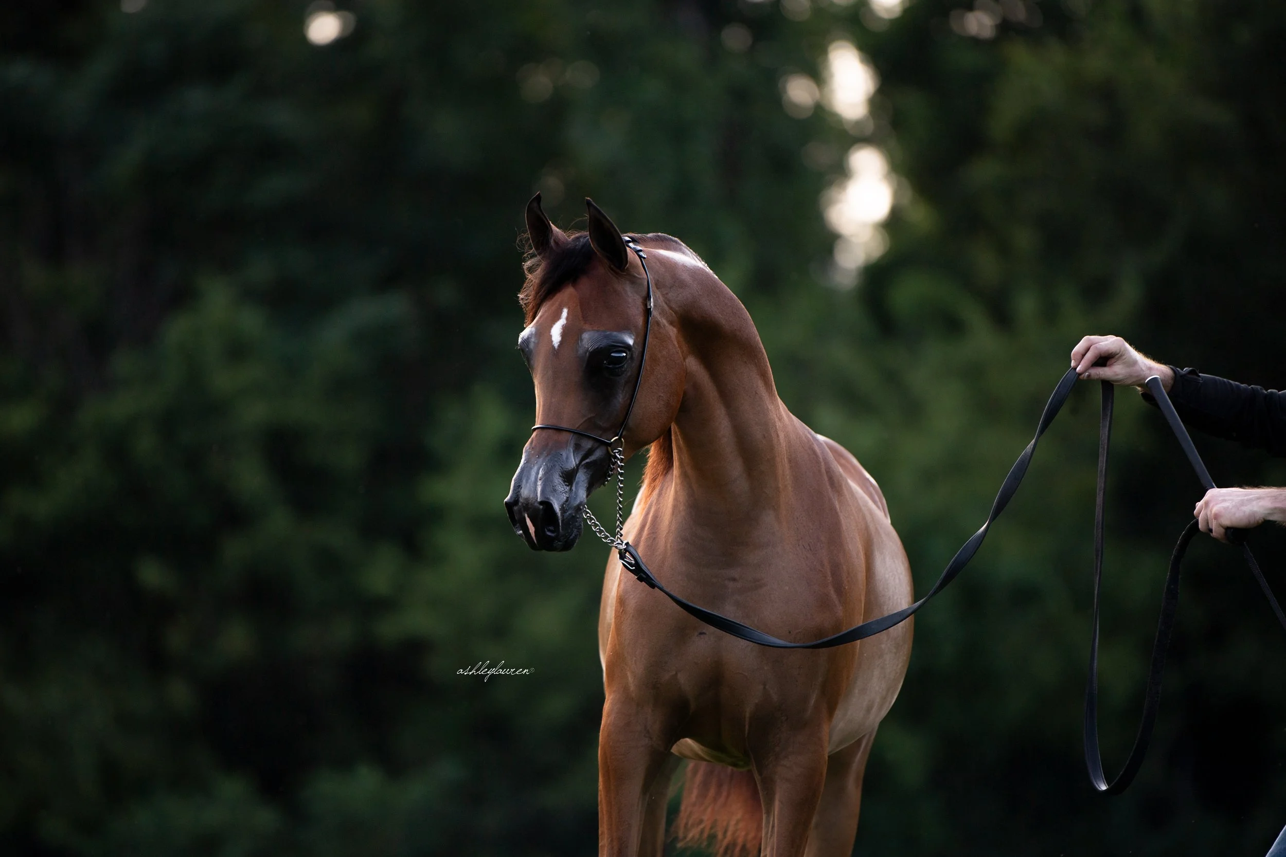 Wanderlust Heartsong - Bred + Owned by Ann Cranmer Gauntlett