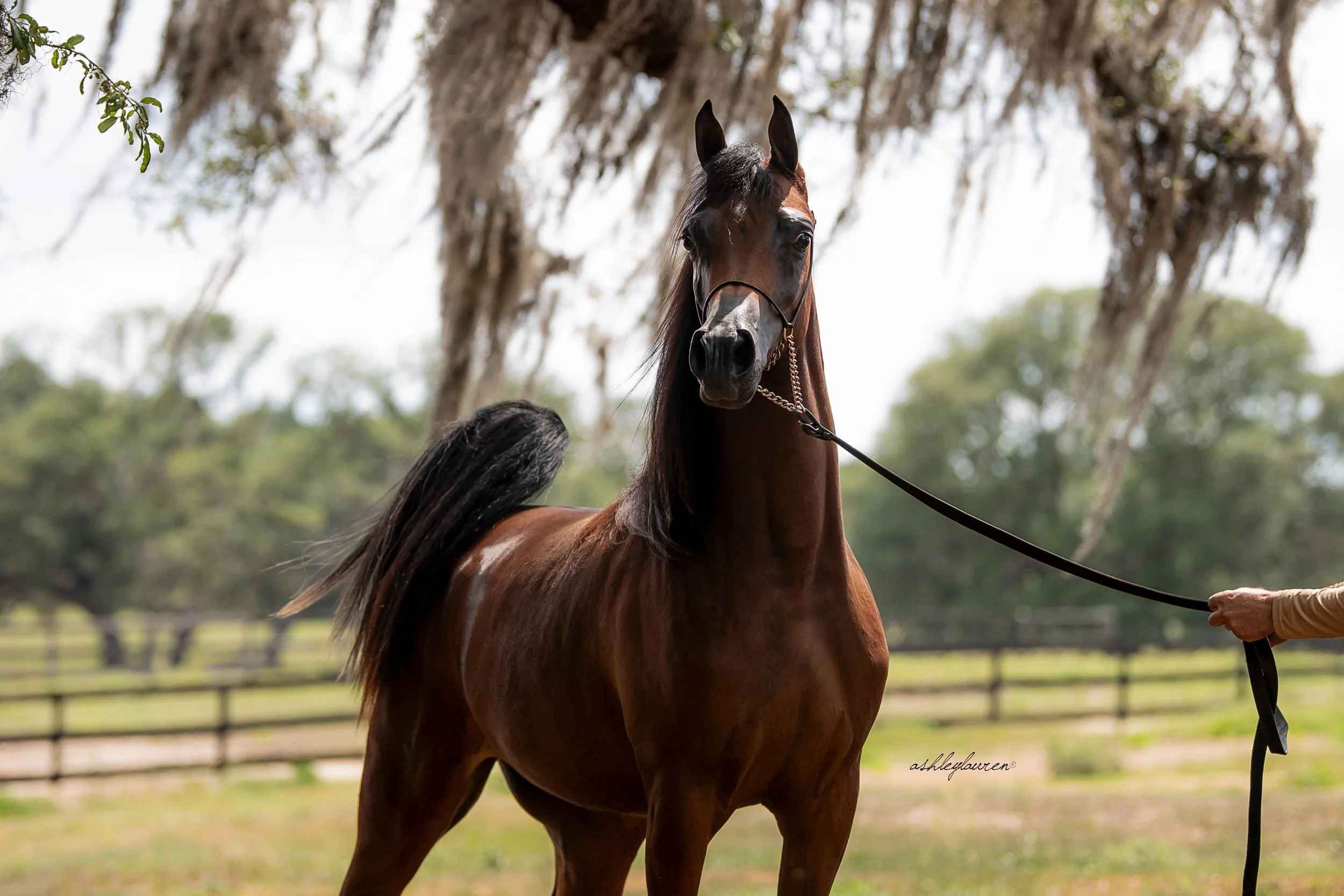 Rhapsody AA - Bred + Owned by Aspire Arabians
