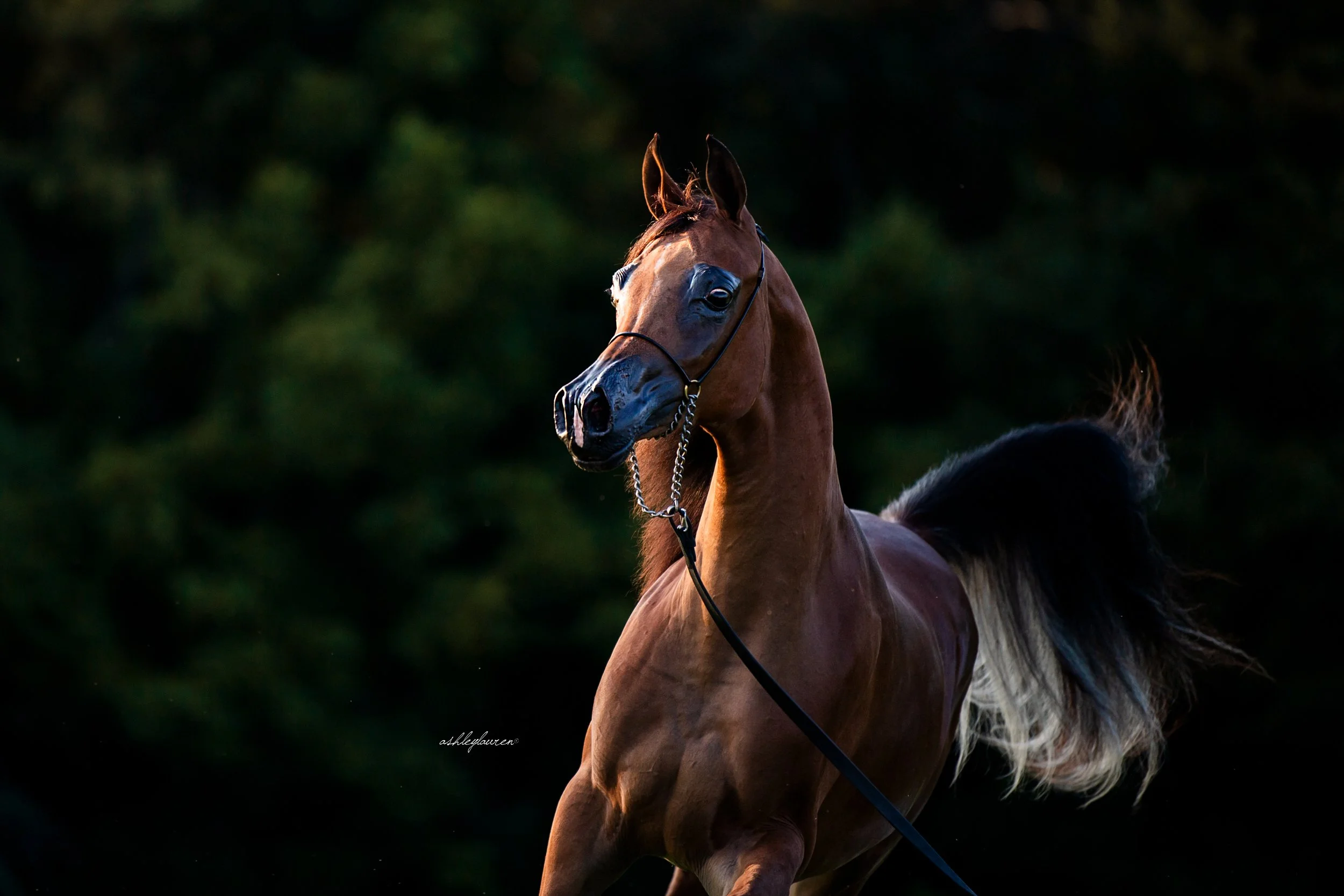 Barmyre Zariffah - Bred + Owned by Barbe Jo Myers