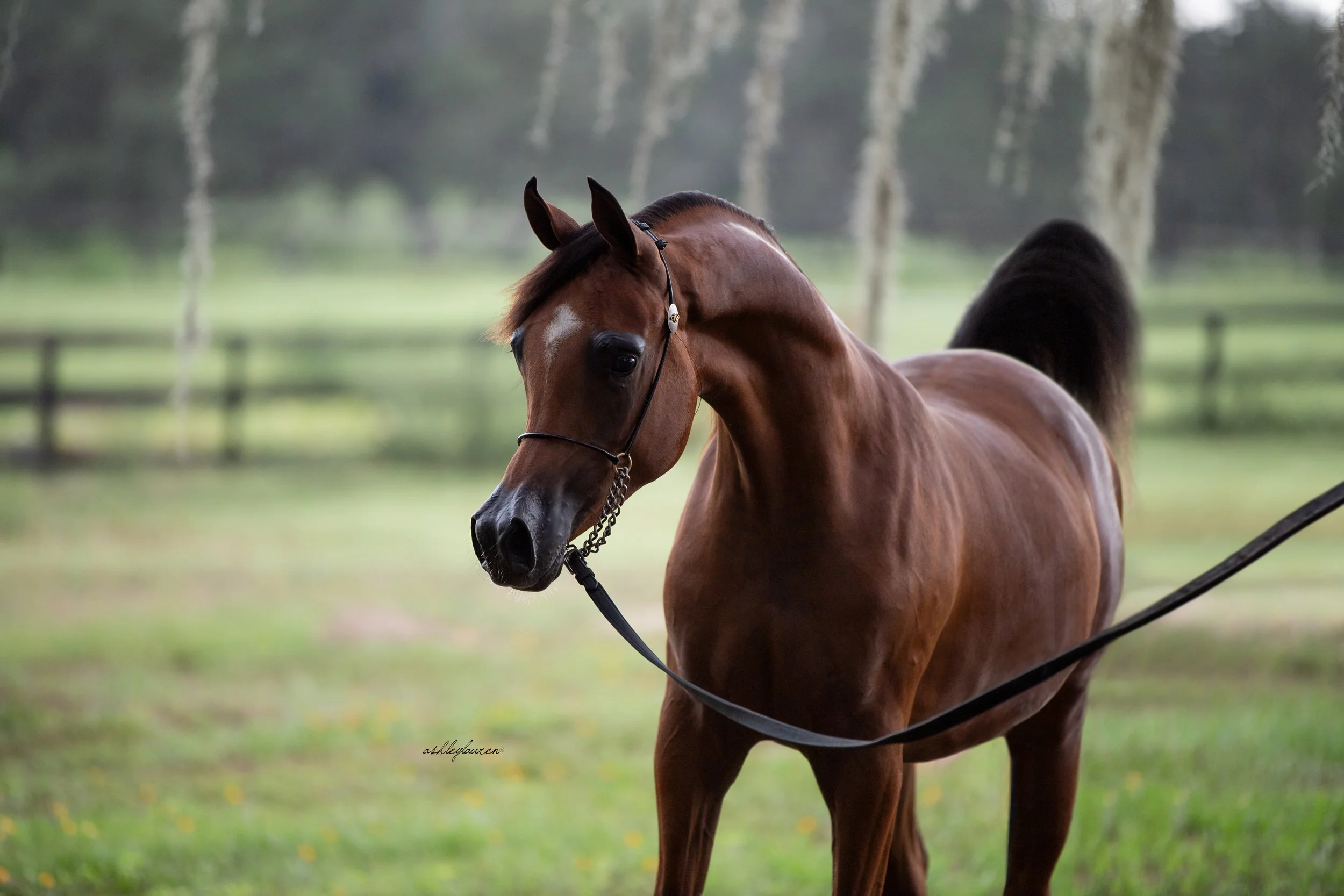 Wanderlust Navarre - Bred + Owned by Ann Cranmer Gauntlett