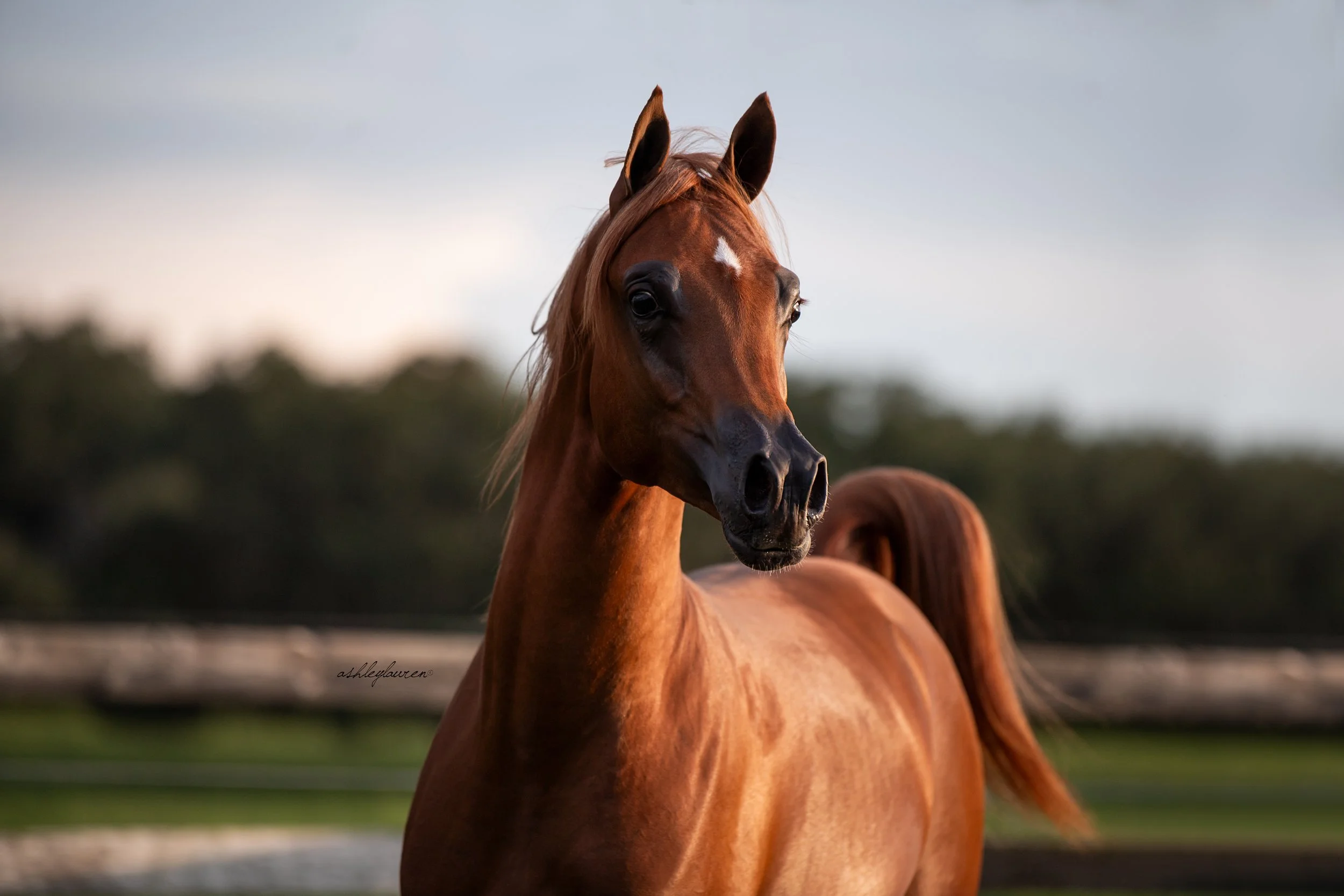 MD Muscat - Owned by Tracy Webster