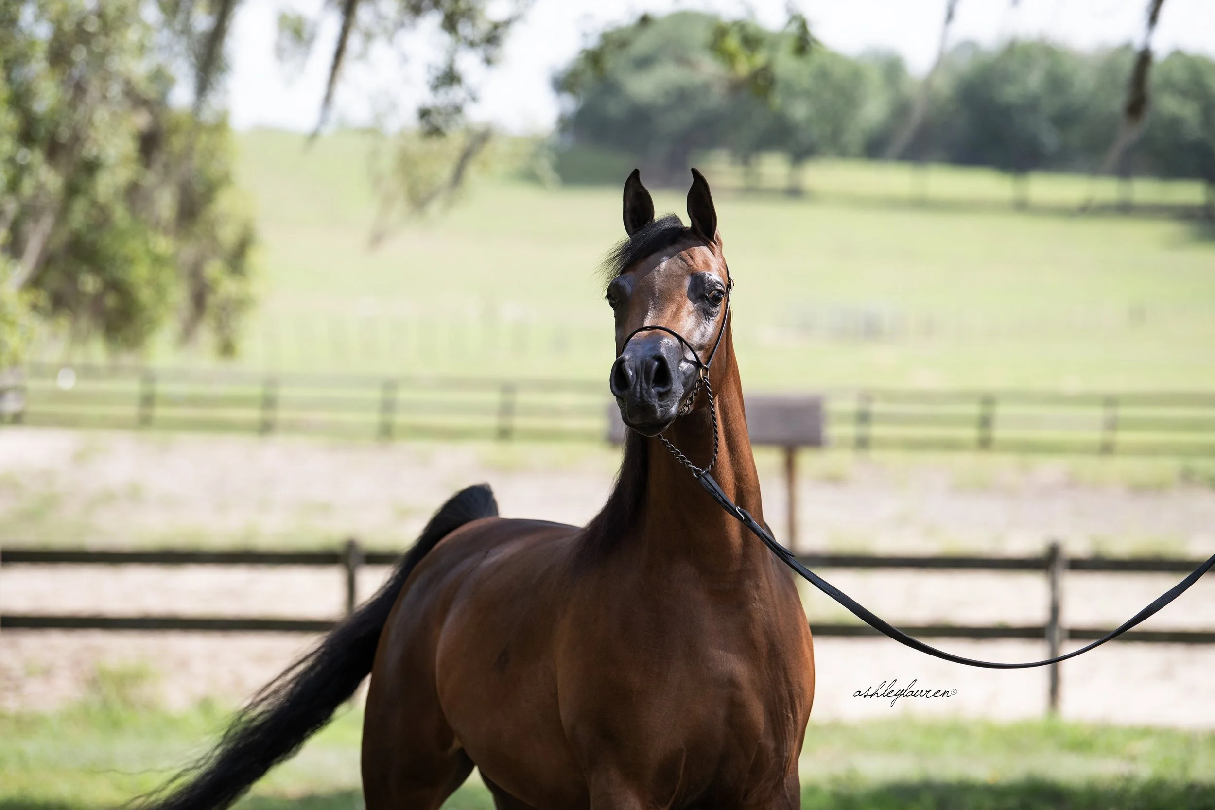 Breslavia HP - Owned by Aspire Arabians