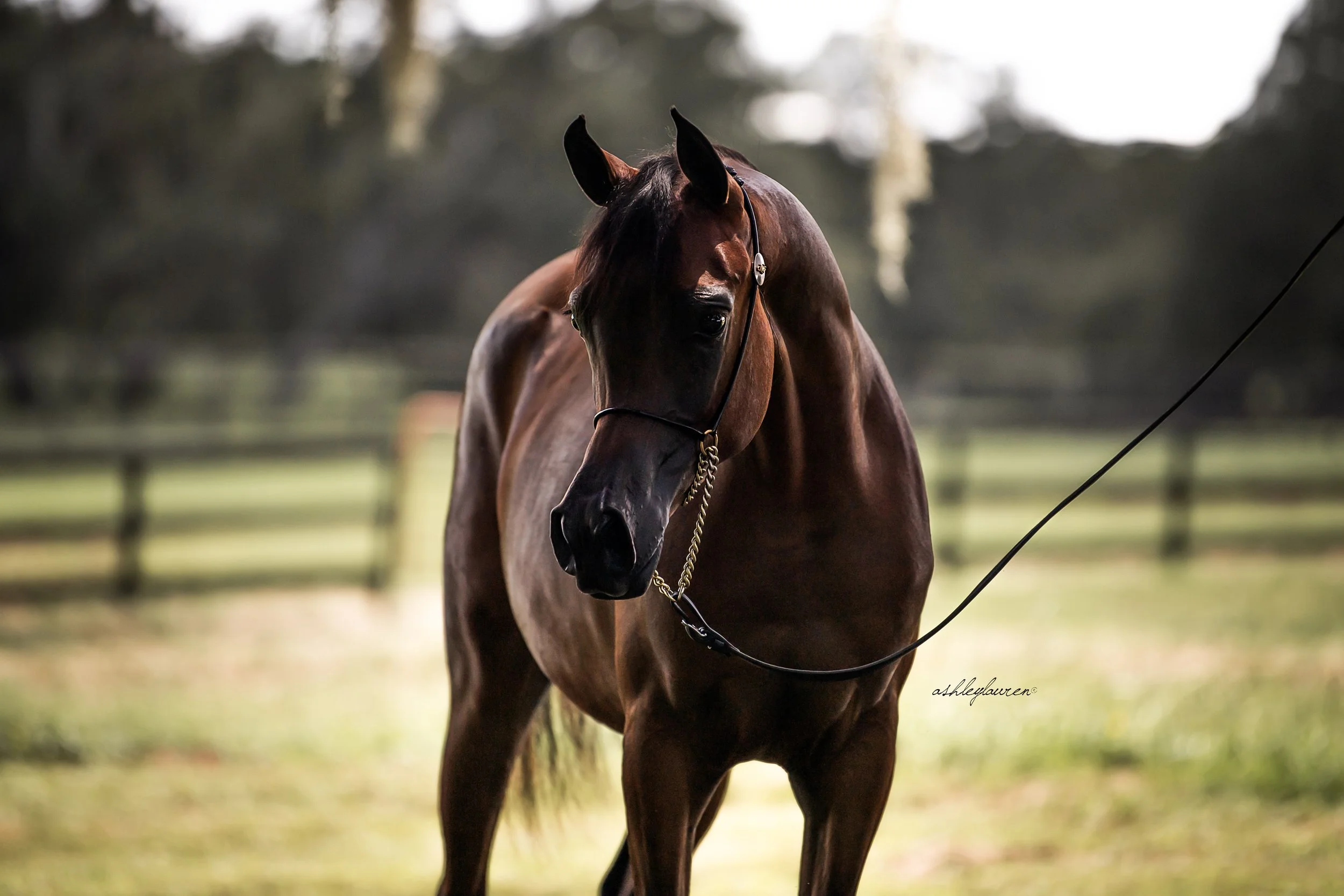 DSC_5397AshleyLaurenHR.jpg