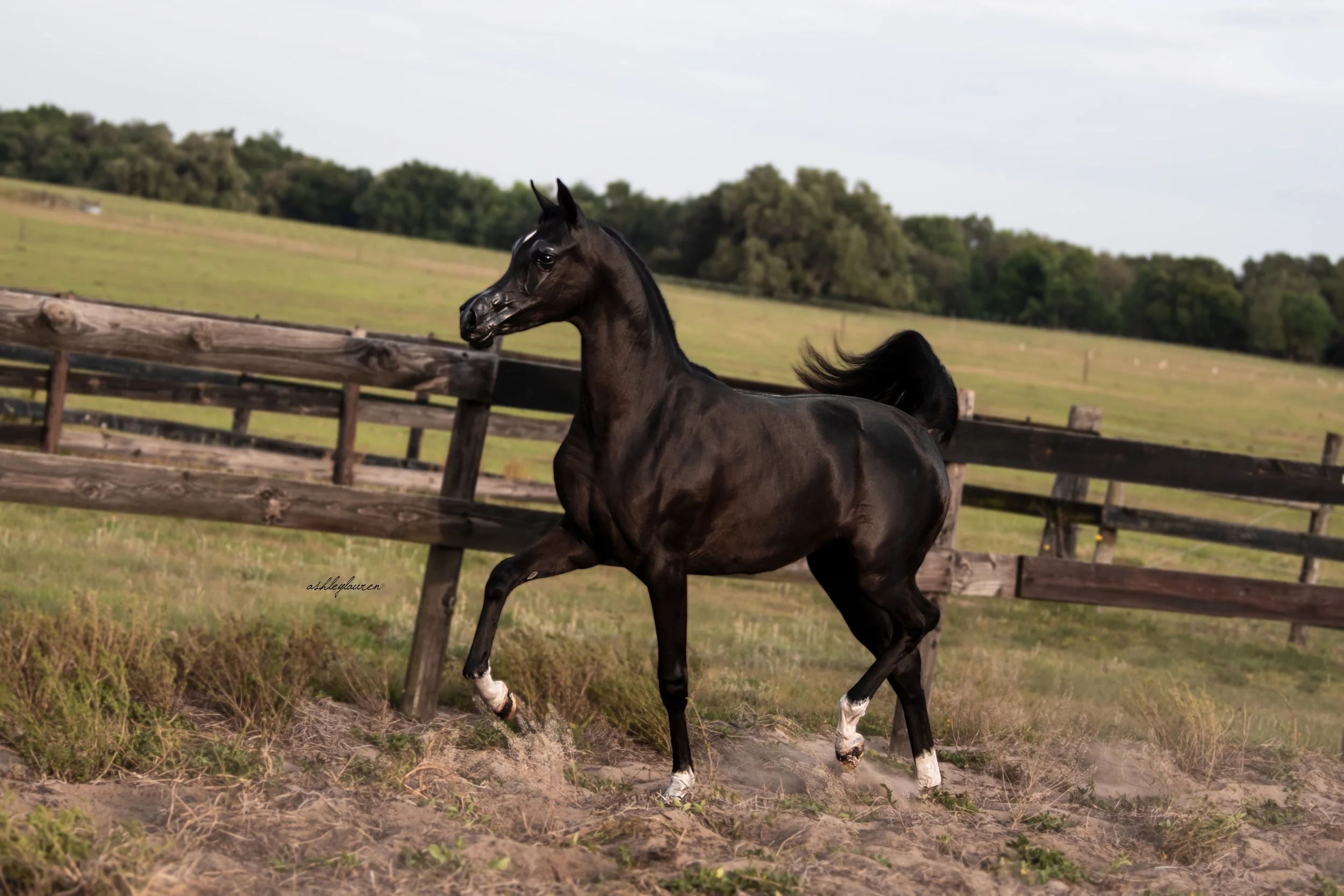 MD Aisha - Bred + Owned by Medrano Arabians