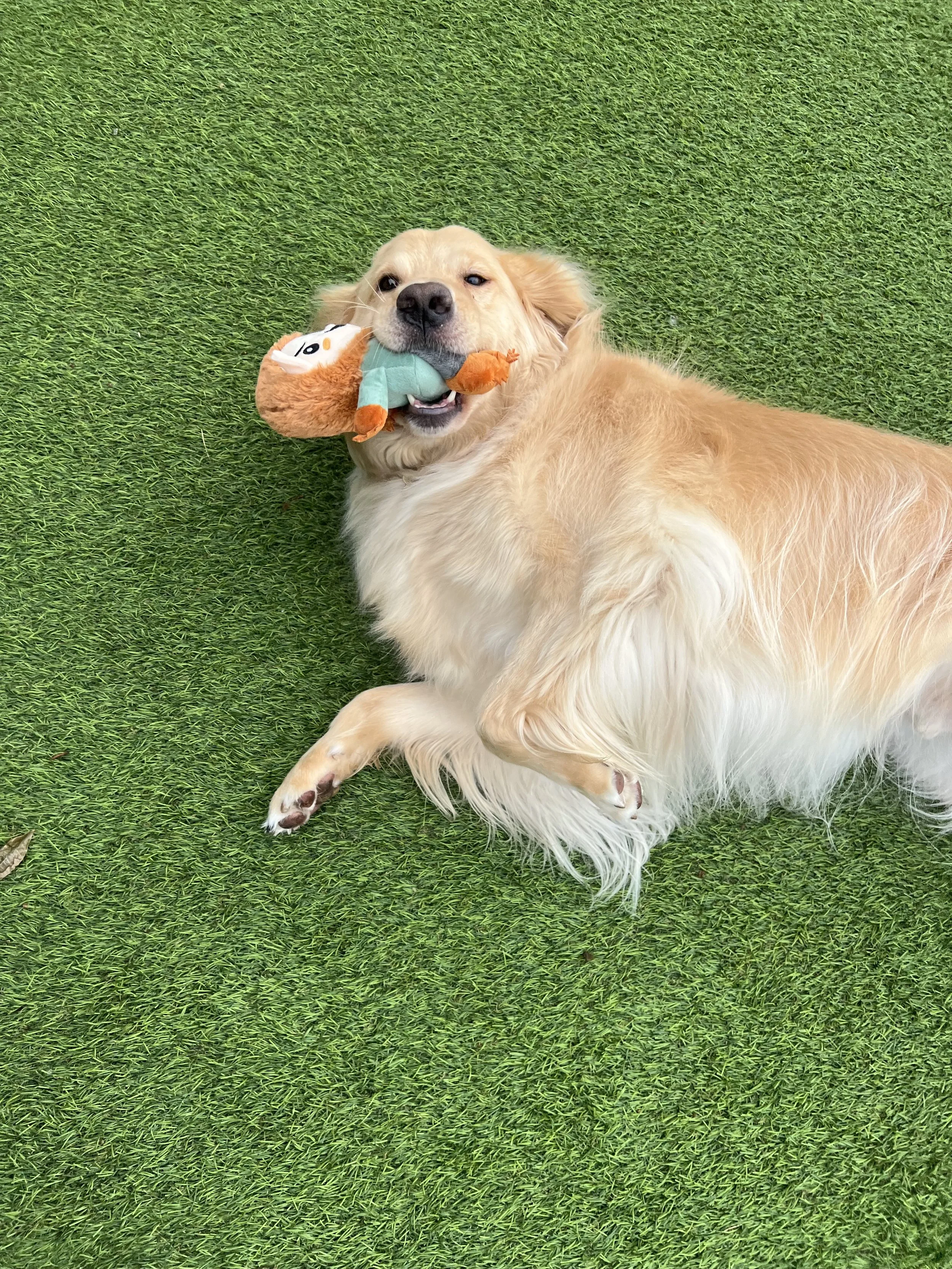Modern wooden building with large glass window, surrounded by grass and small plants, set against mountains in the background.