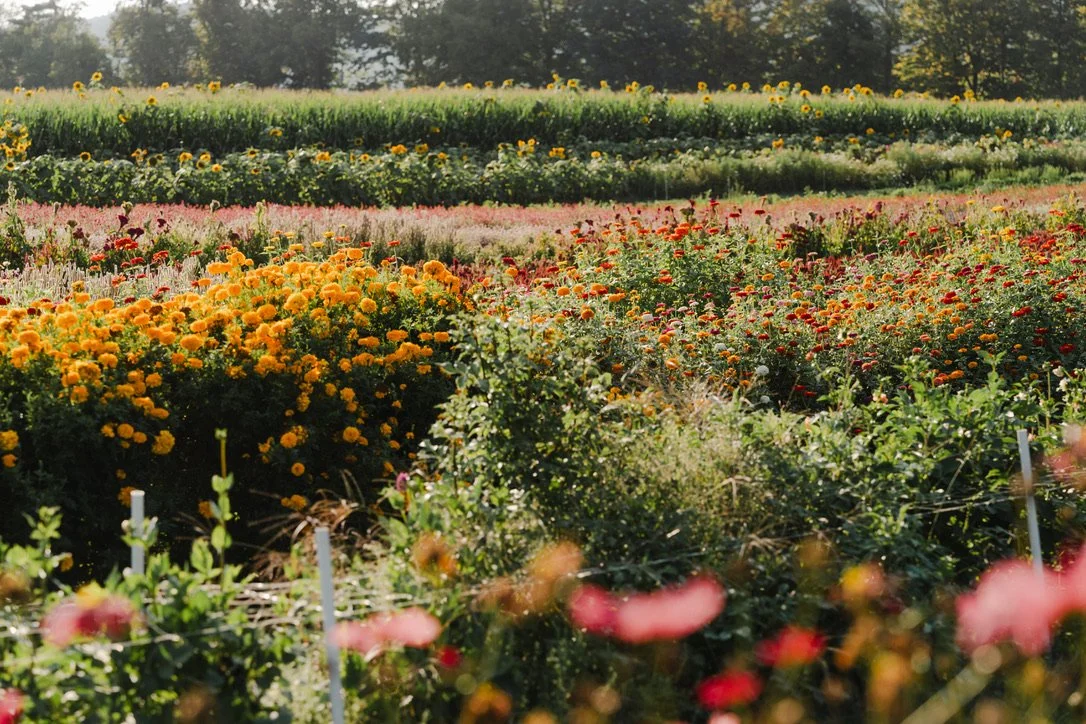 Bubbles and Small Bites in the Flower Fields