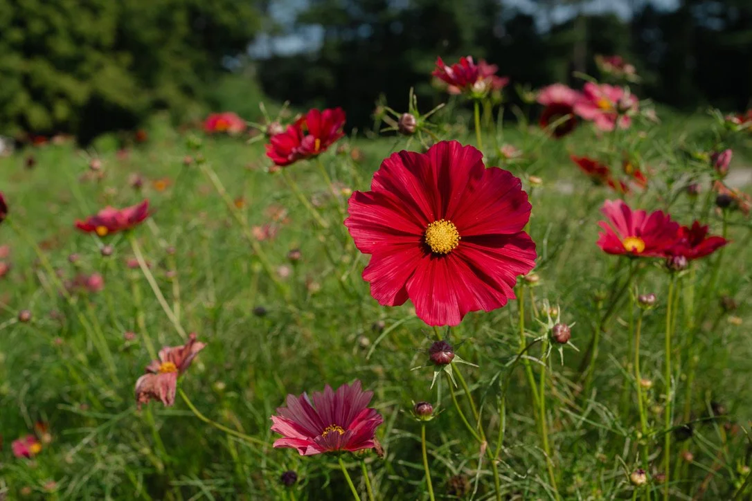 Red flowers with yellow centers growing in a field of green grass and foliage.