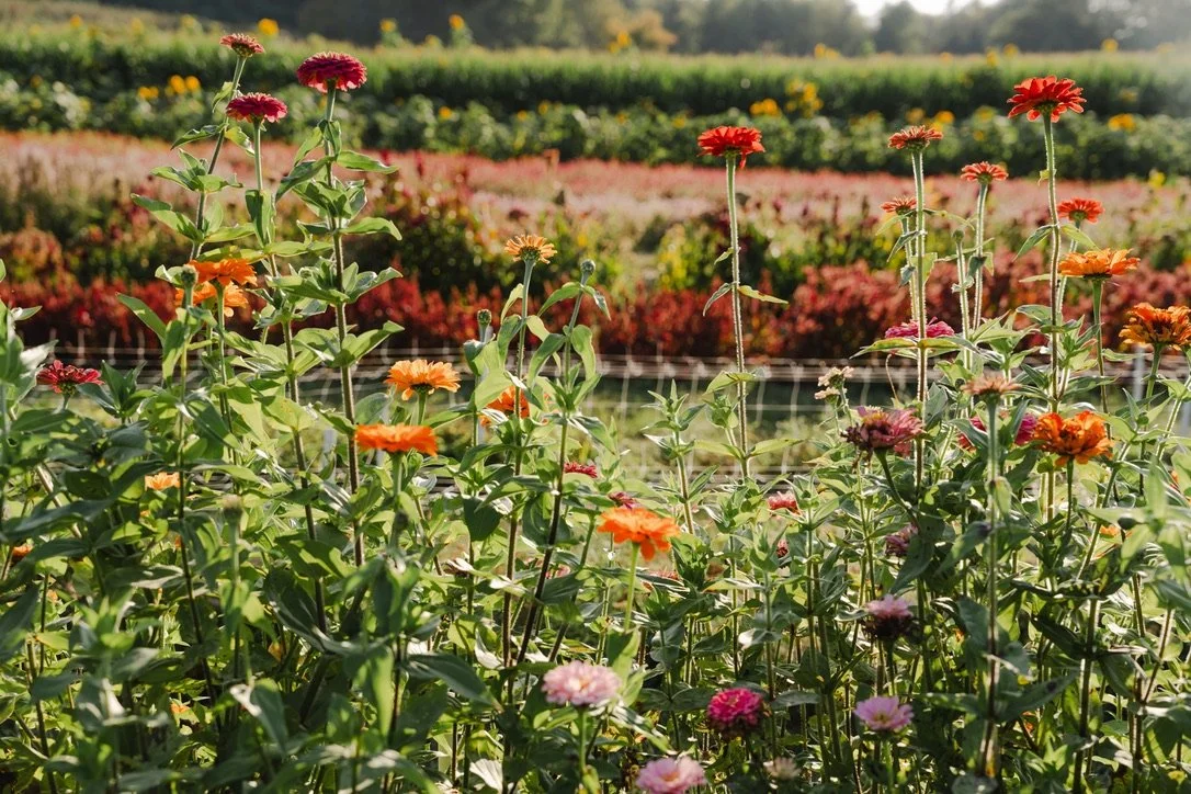 A field of colorful flowers, including orange, pink, and red blooms, under bright sunlight with a green landscape in the background.