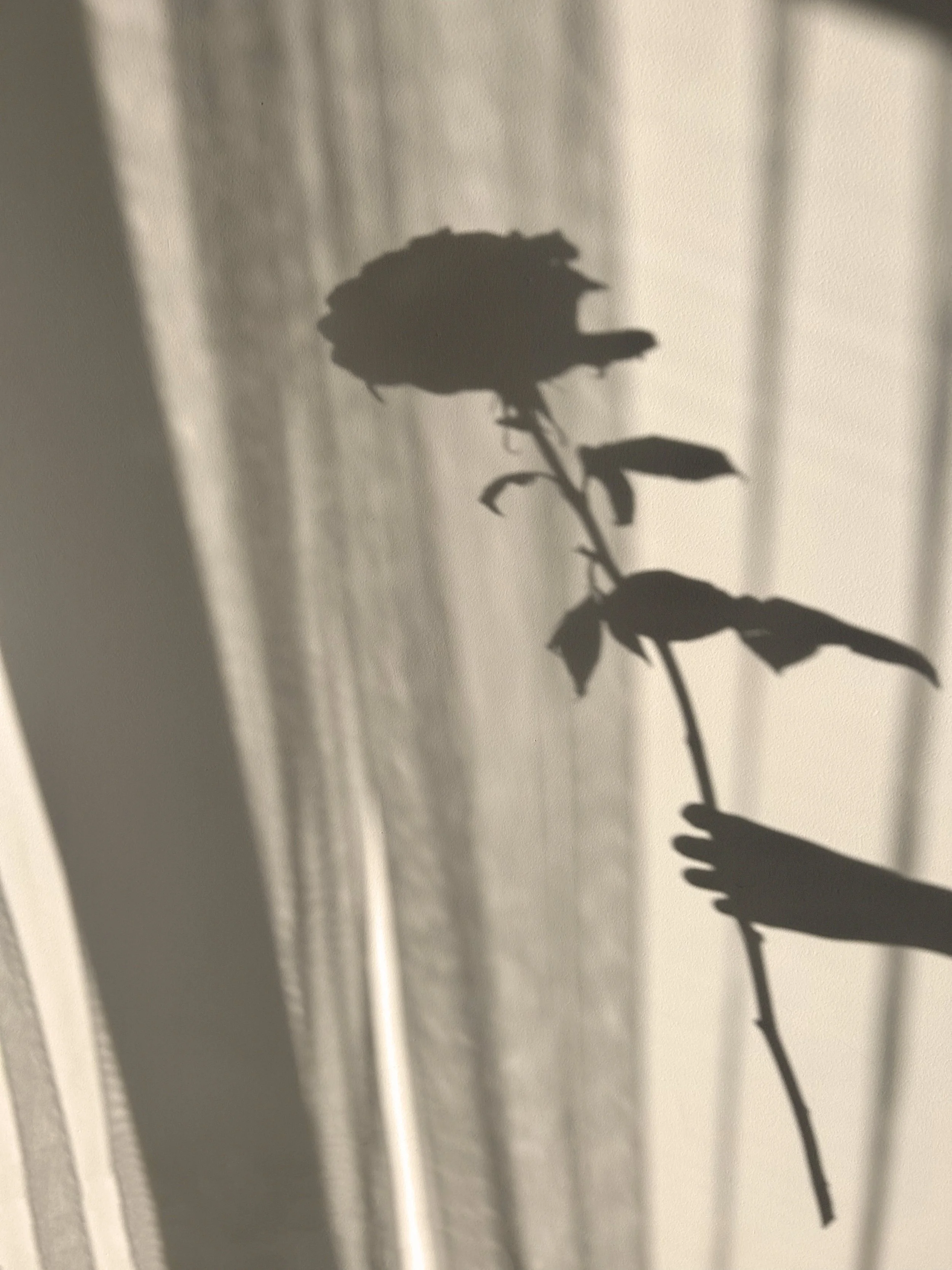 Shadow of a rose symbolizing poetic couture and femininity