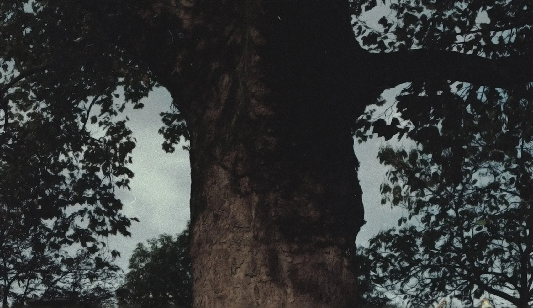 Tree symbolizing the natural roots of Kassandra Liot couture