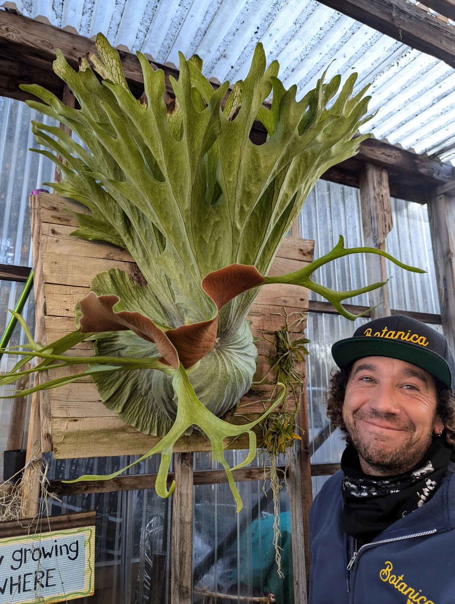 Hand holding a curly green air plant in a greenhouse
