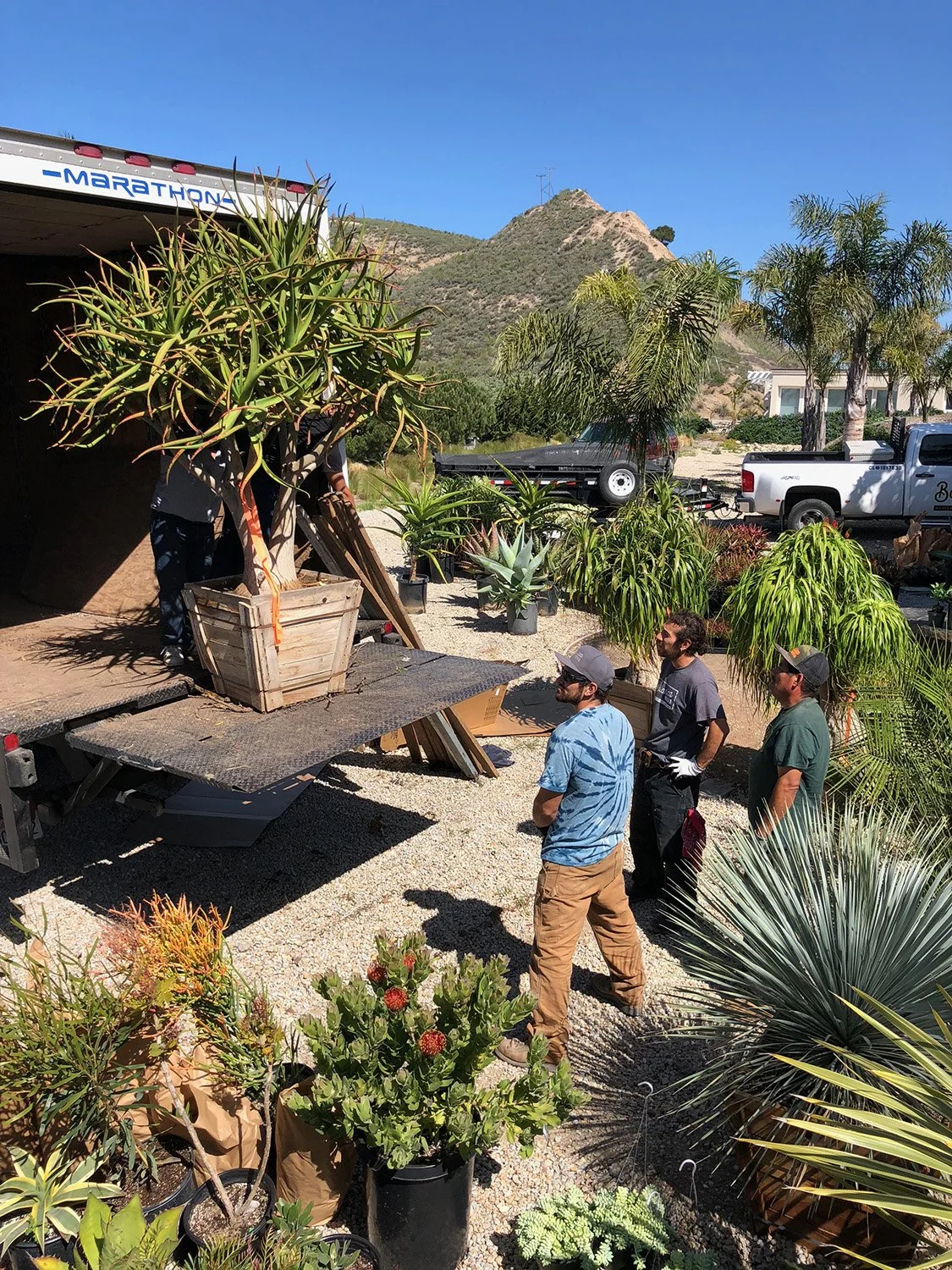 Three men unload a beautiful extra large succulent from a truck to be planted in a landscaped garden on California's Central Coast.