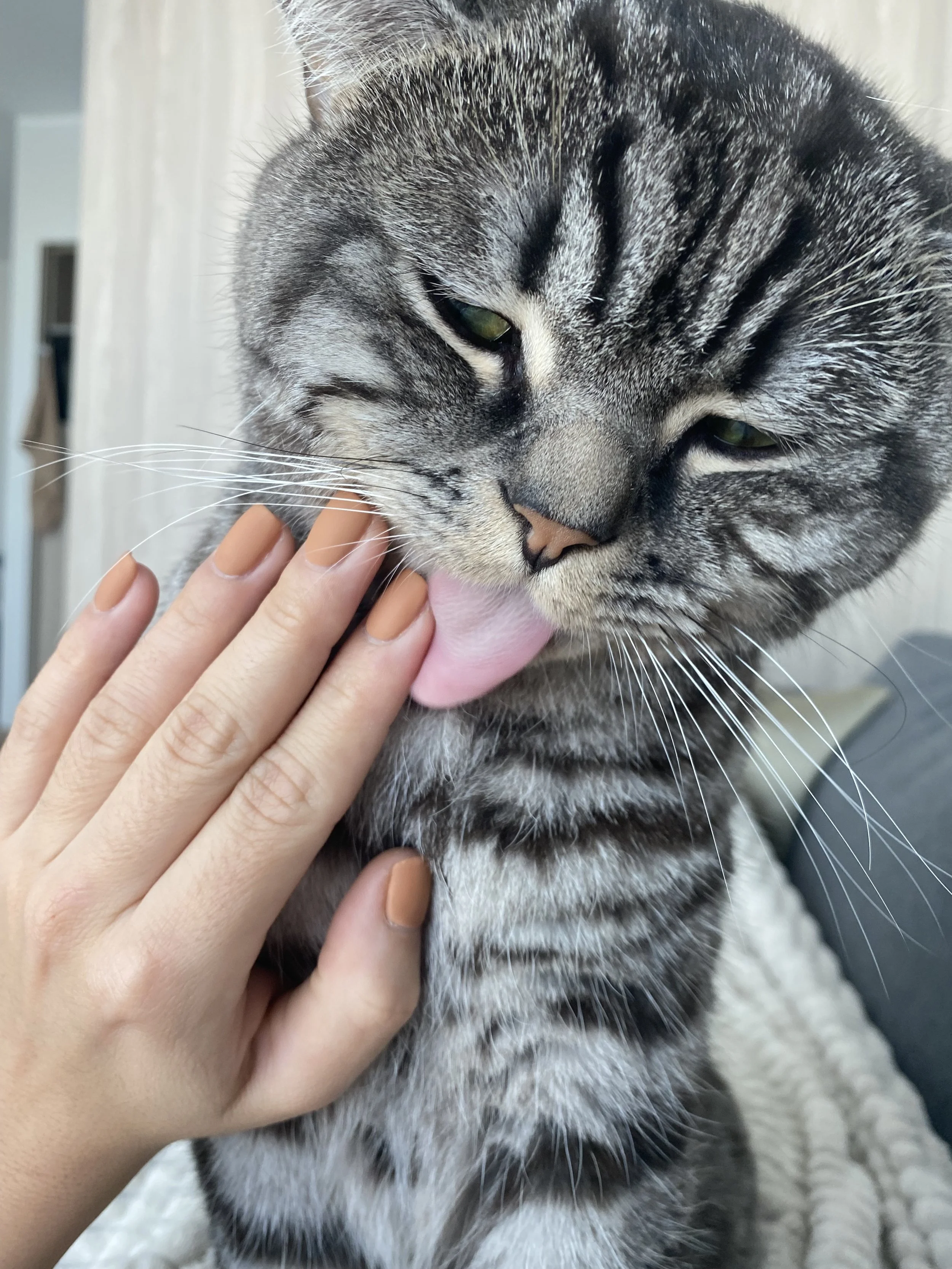 Close-up of a tabby cat licking a person's hand.