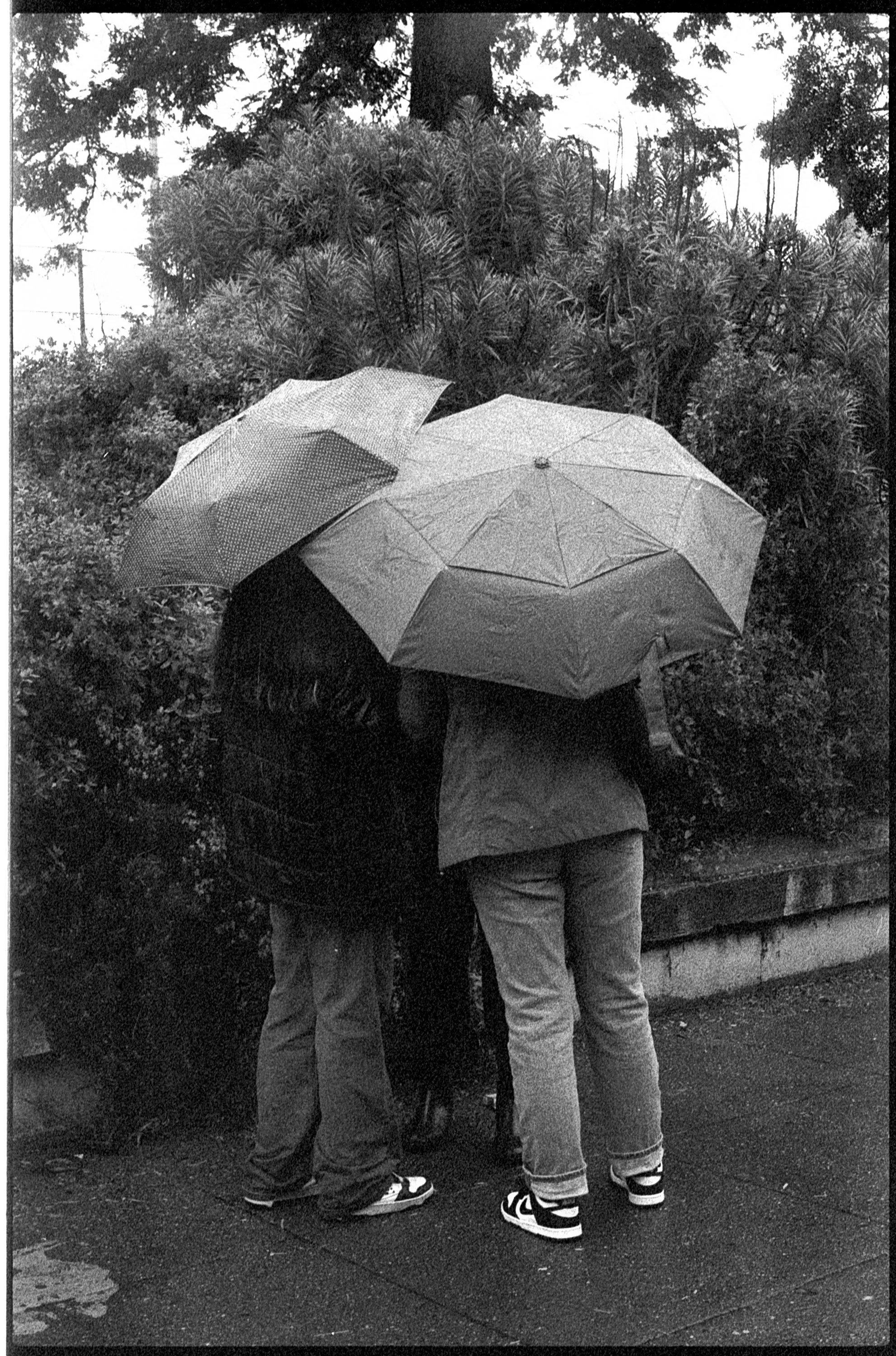 Miranda_Umbrella Huddle_2025_Plant Brew.jpg