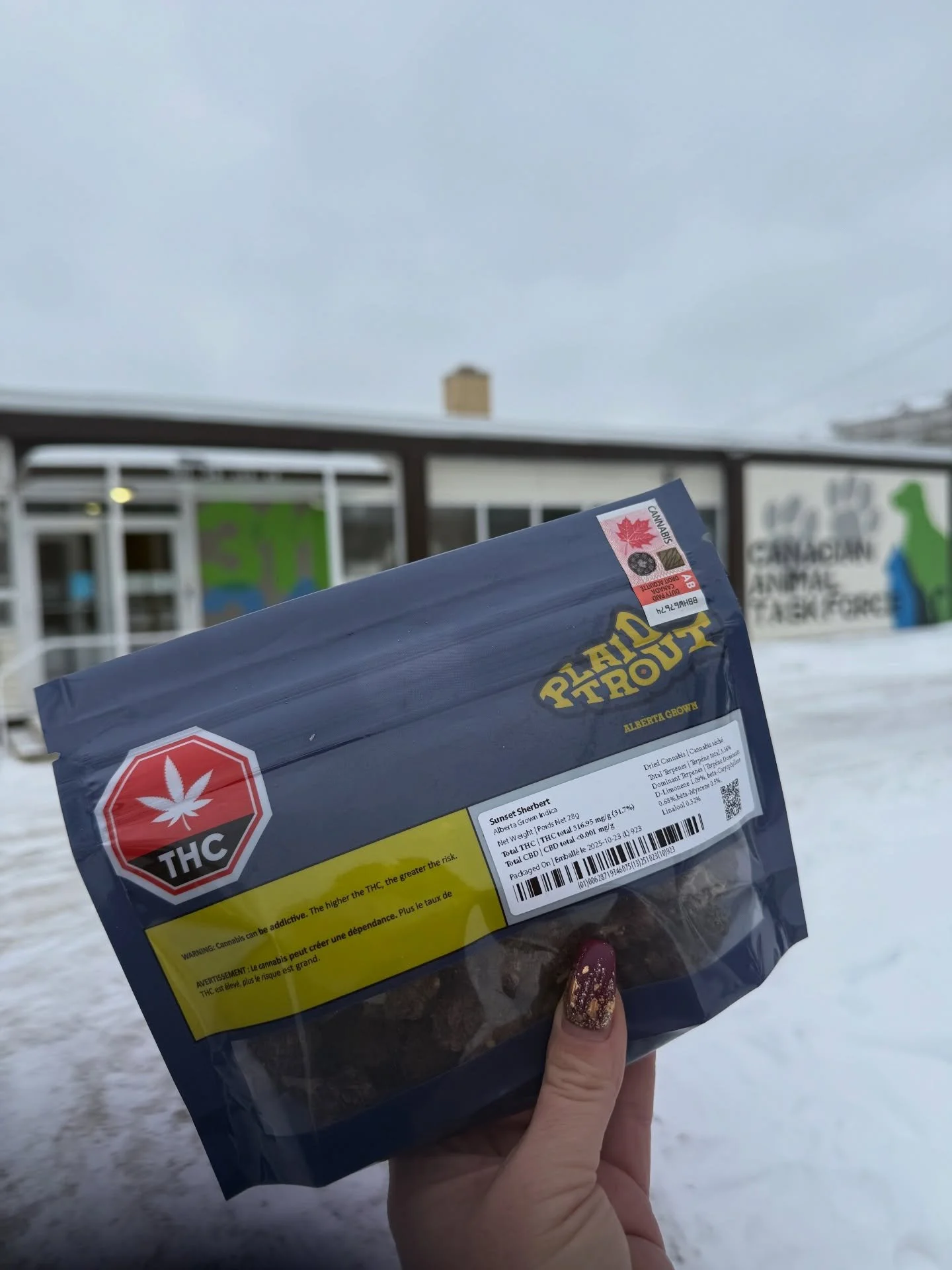 Sunset Sherbert Bags 👀 restocked now with a clear window! Plus - the Sherb is the AB grown Indica 10 x 0.5g pre-roll cultivar this cycle! 

Reel it in today 🐟

#cannabis #aglc #freshdrop